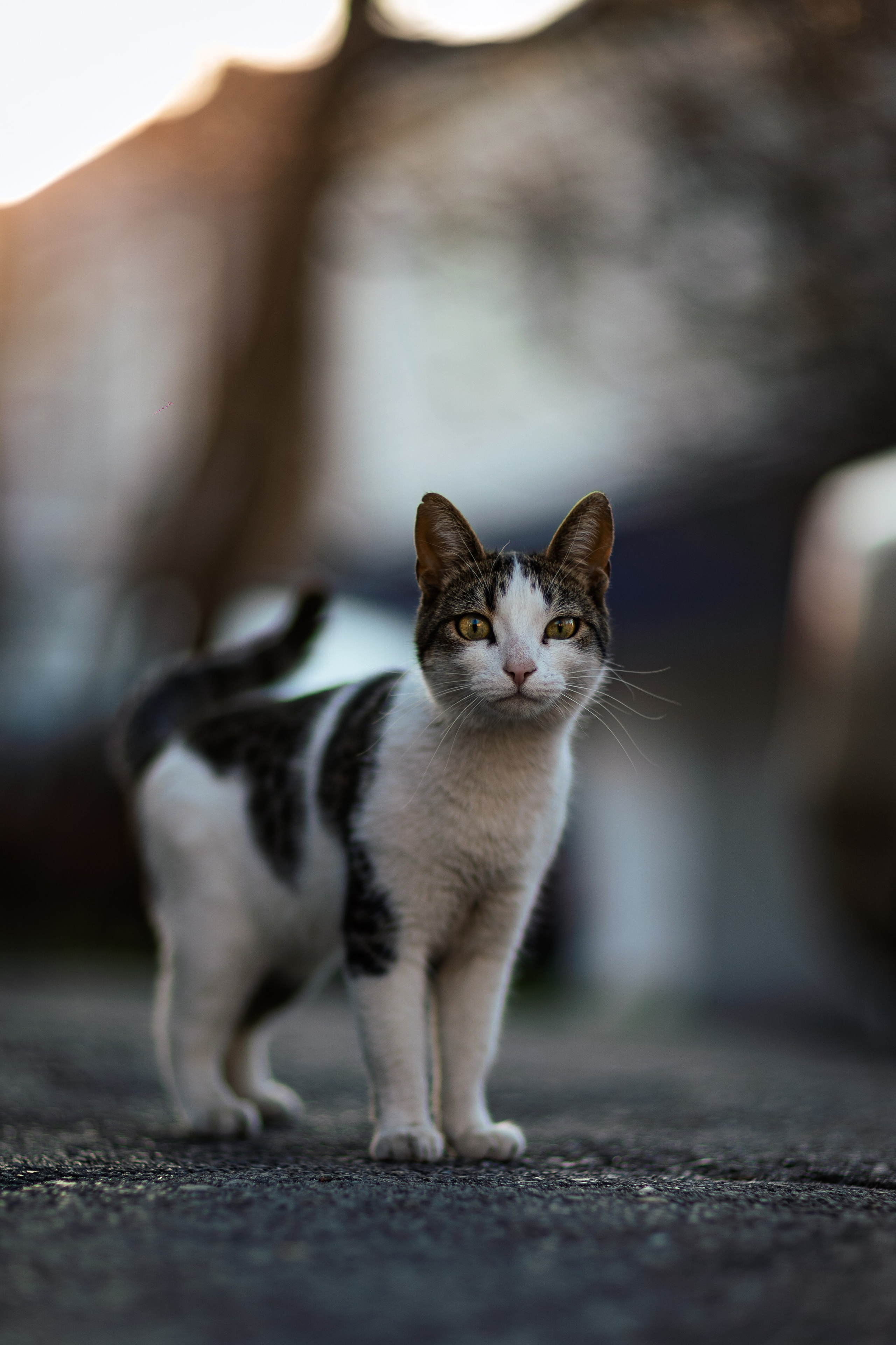 Животные. Фотограф в Ростове-на-Дону Ника Обида