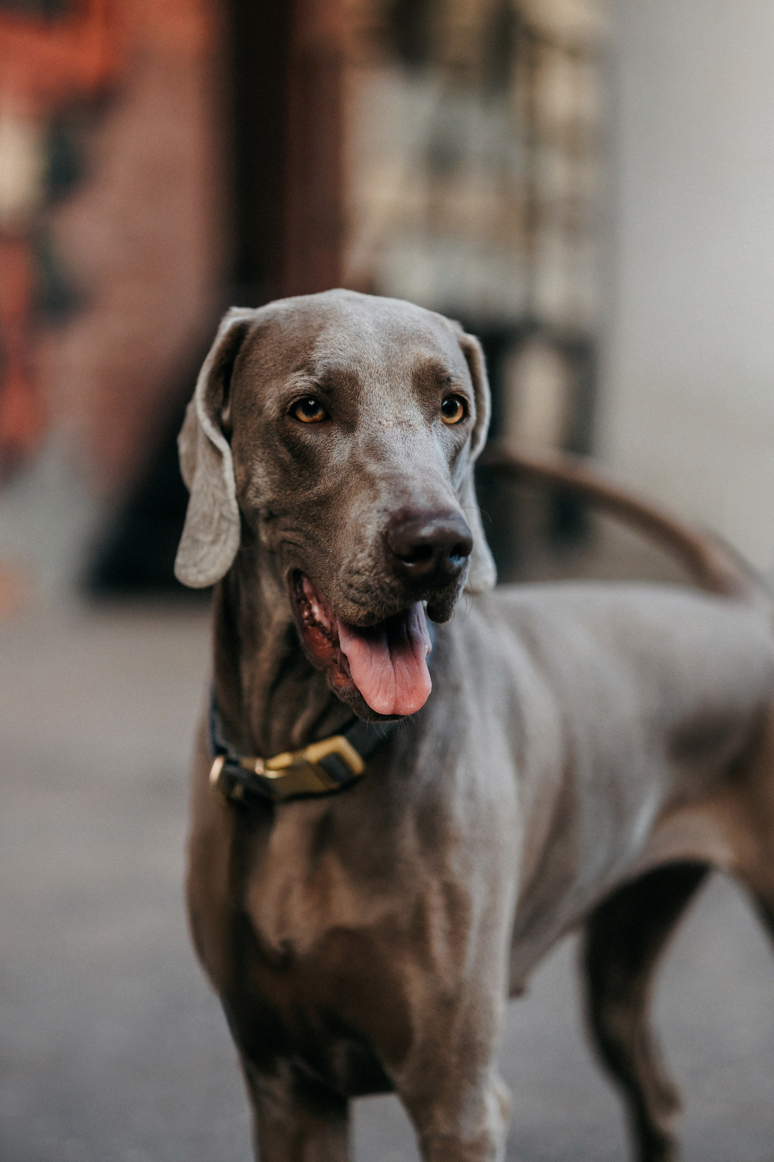Соня и Майли. Фотограф-анималист Елена Радченко, Москва