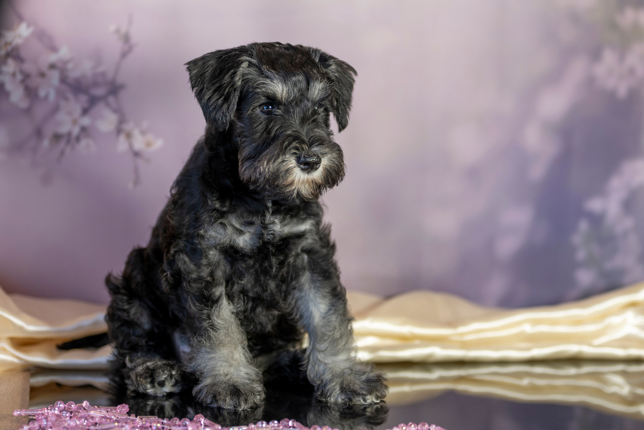 Маленькие цверги. Фотограф анималист в Санкт-Петербурге Таша Крейв