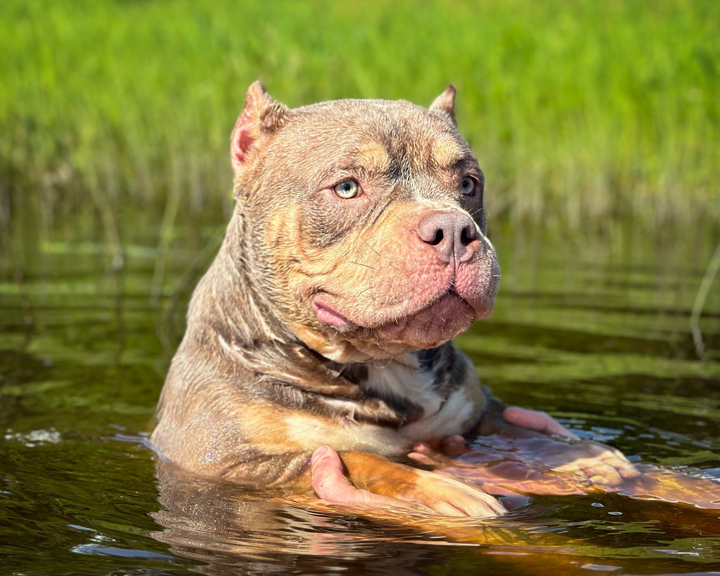 Stark. Питомник американских булли Bounty Pride Bully