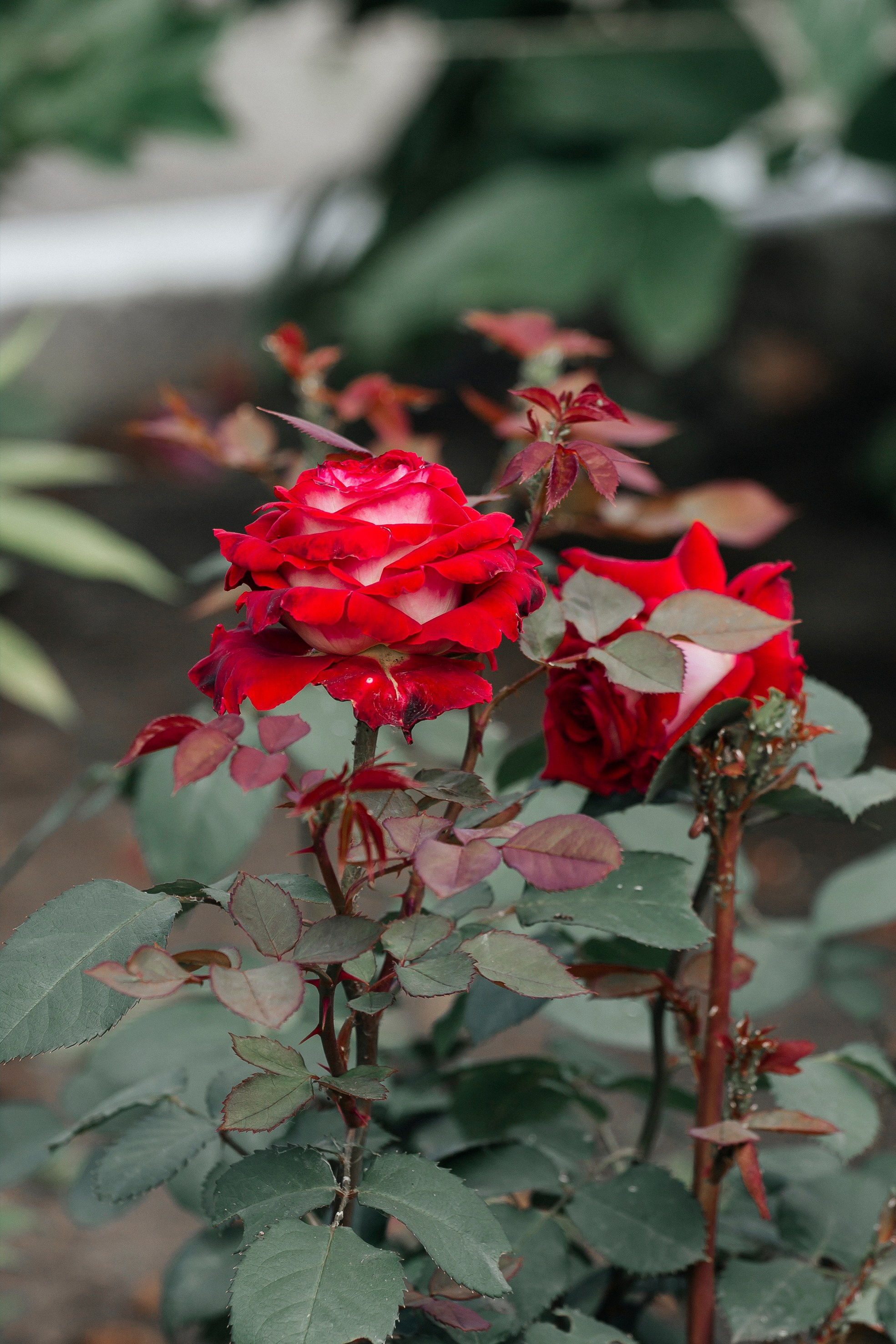 Природа. Команда фотографов Кристины Ивановой