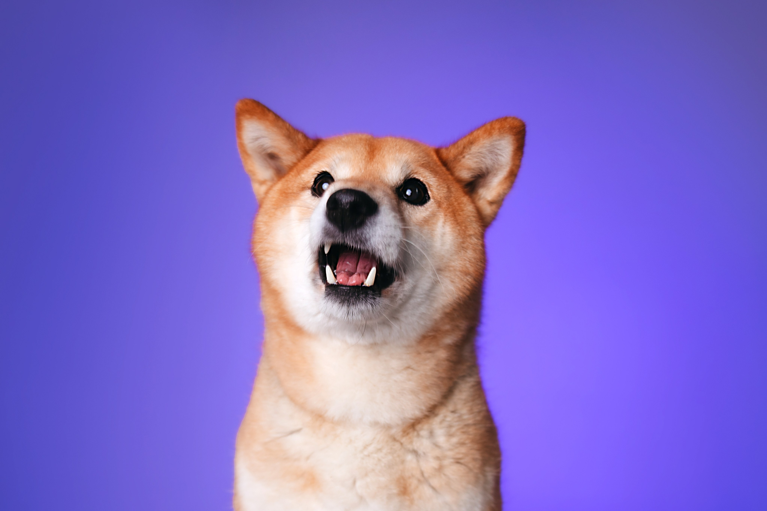 Неон 2 (фотодень). Фотограф анималист Кристина Карпова, Москва