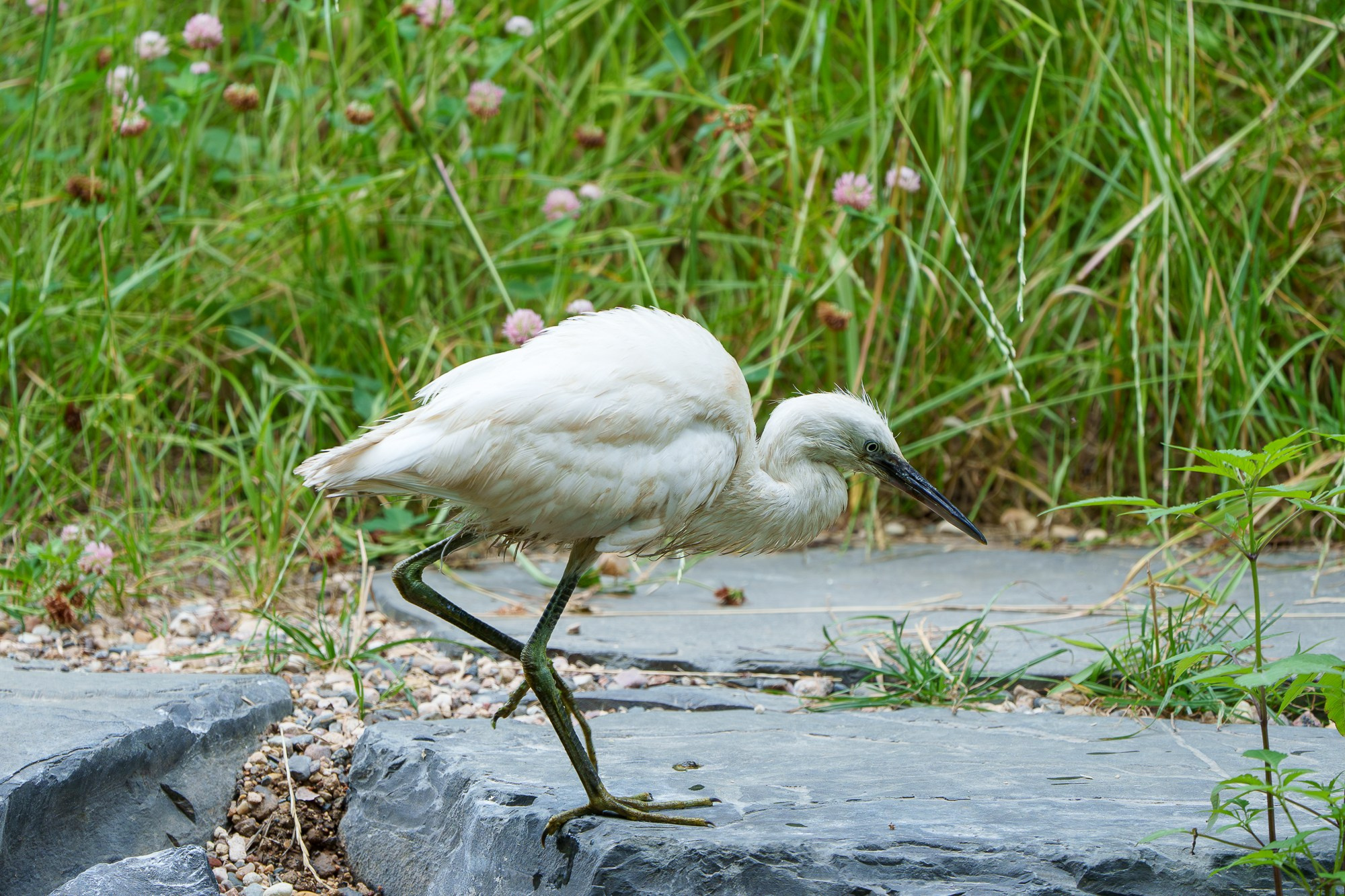 Удивительные мир птиц. Вокруг нас столько прекрасного — присмотритесь!. Ваш личный фотограф Марина Волкова