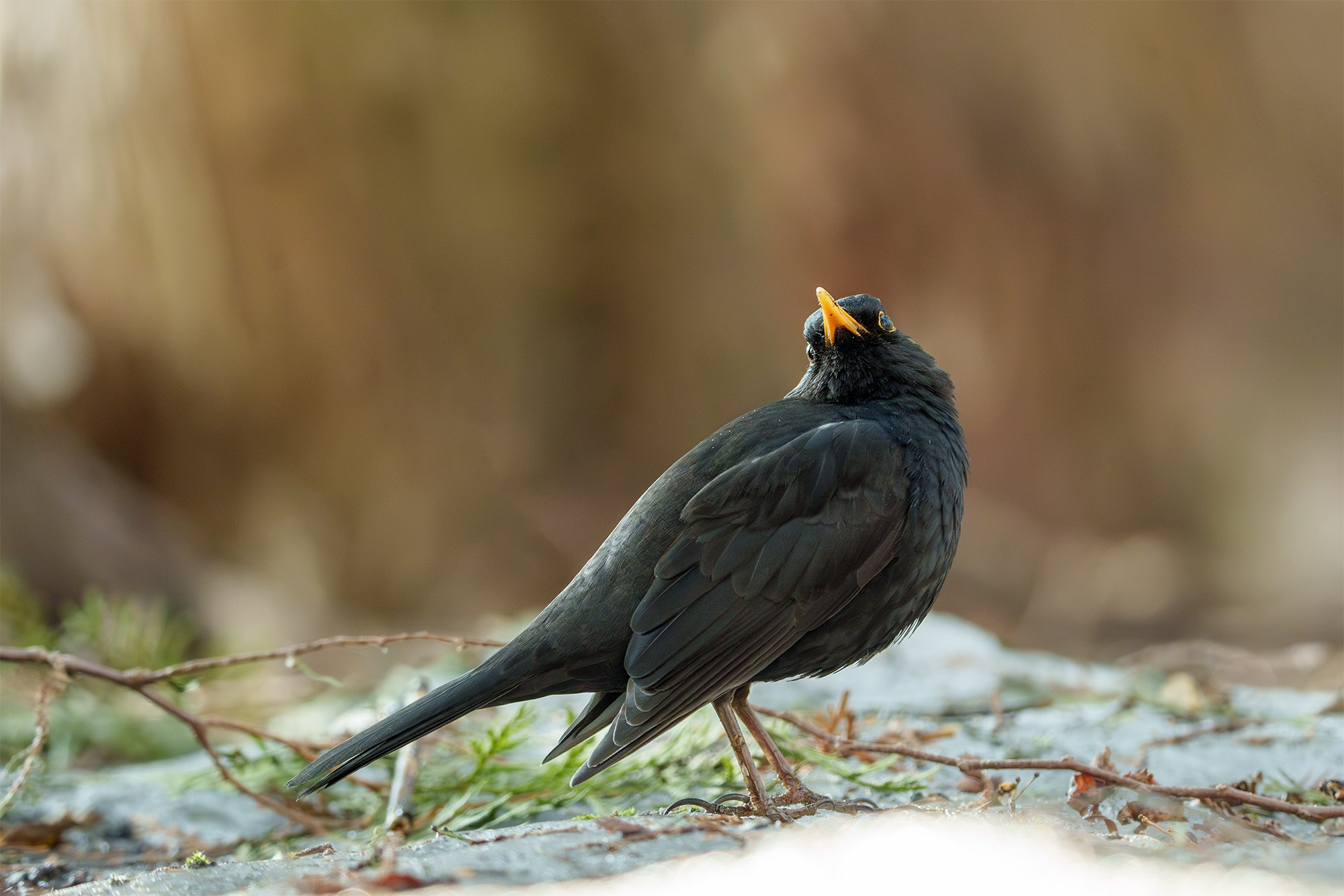 Удивительные мир птиц. Вокруг нас столько прекрасного — присмотритесь!. Ваш личный фотограф Марина Волкова
