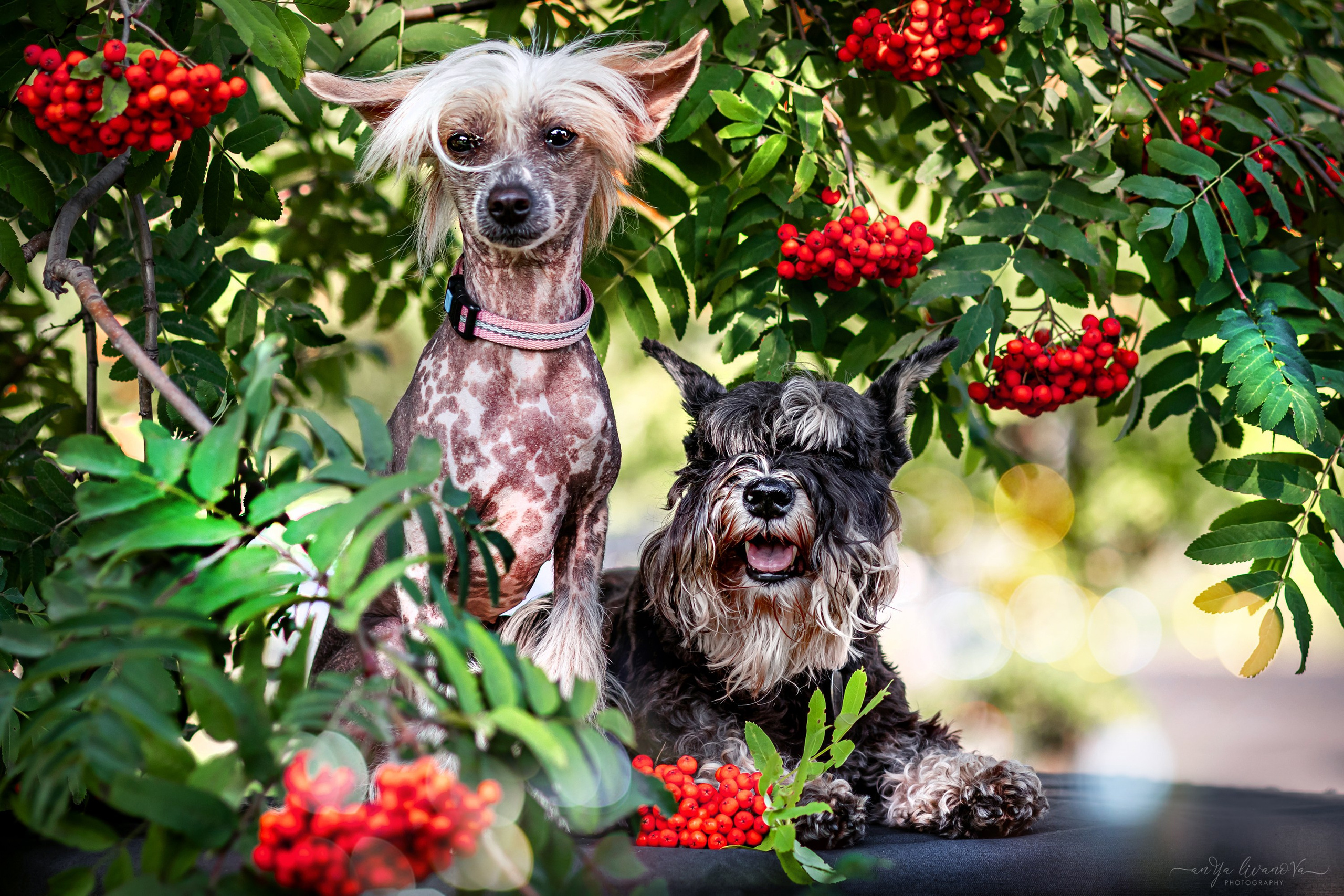 Рябинки. Фотограф анималист Аня Ливанова | Рыбинск