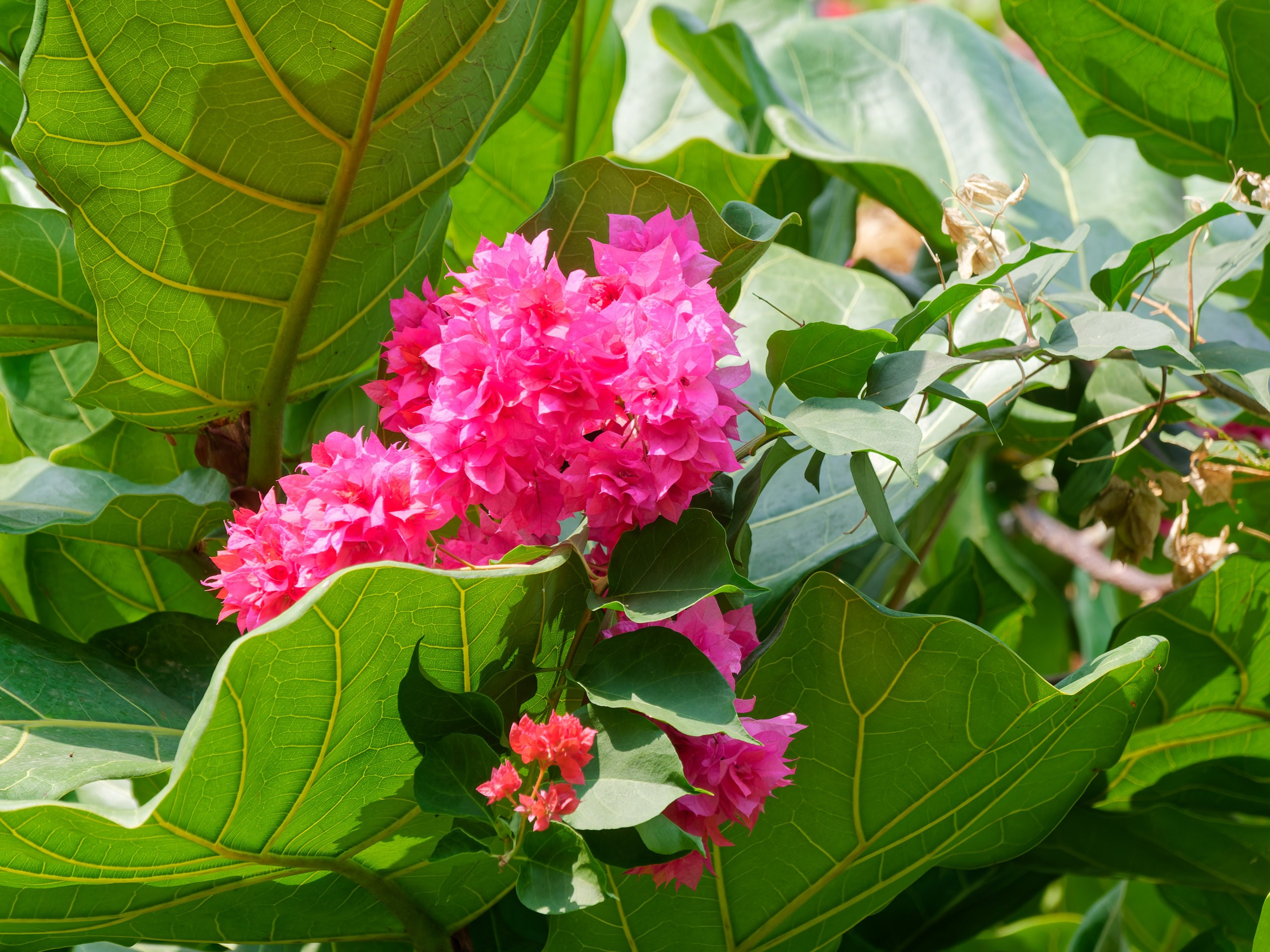 Хайнань 2026, флора, цветы и деревья. Фотопрогулки по Миру