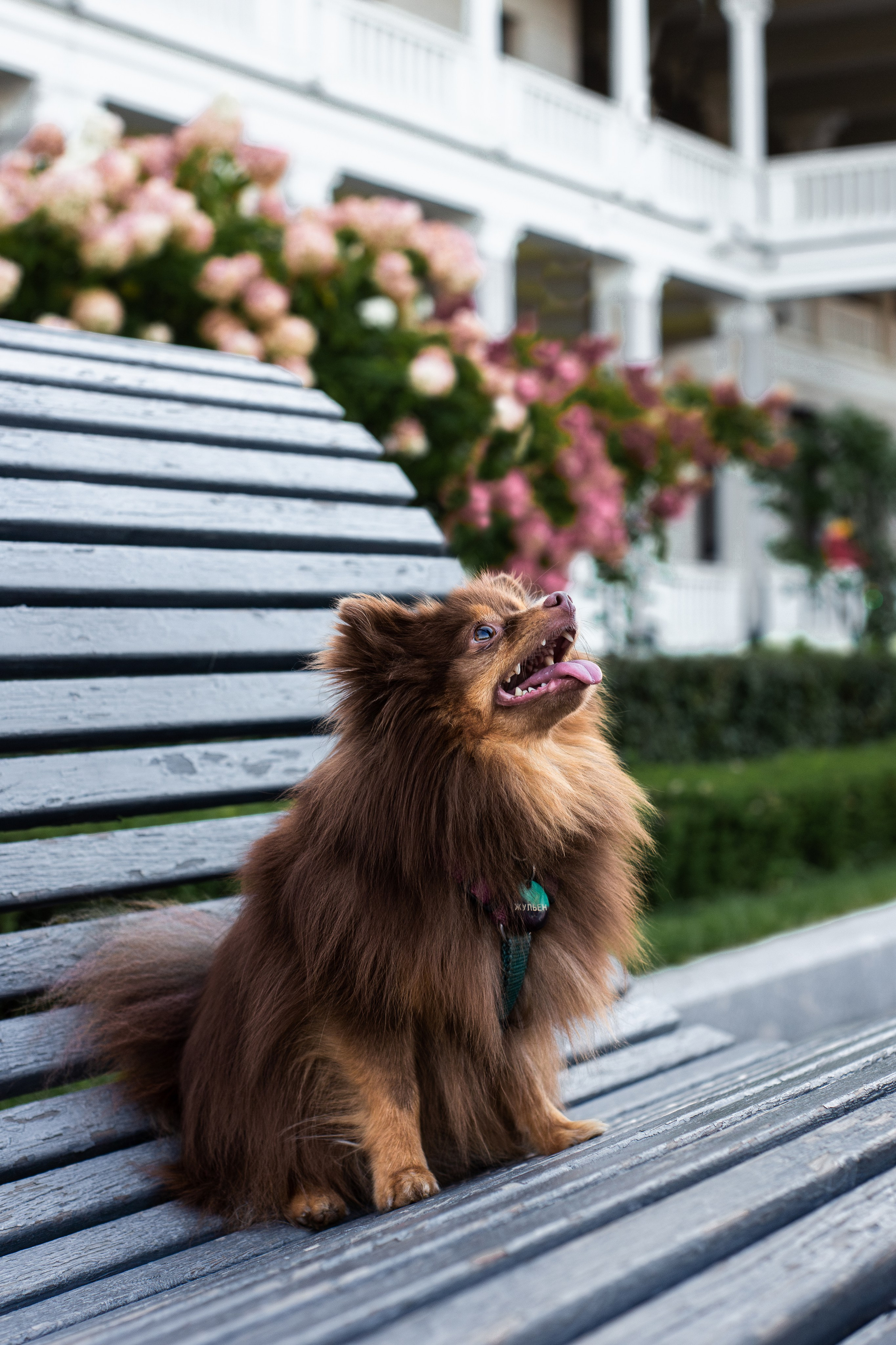 Настя и Жульен. Фотограф-анималист Мария Баркевич | Москва