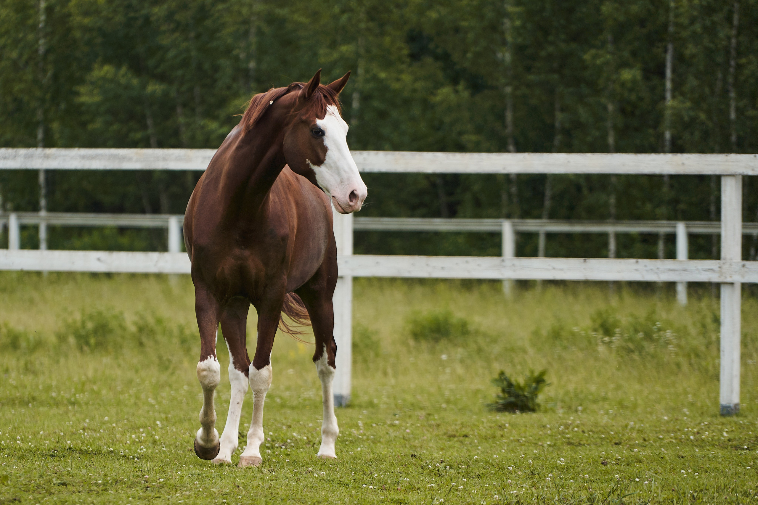 Хэмилтон, полукровный, КСК «Звёздный». Фотосессии с лошадьми в Москве, Новосибирске