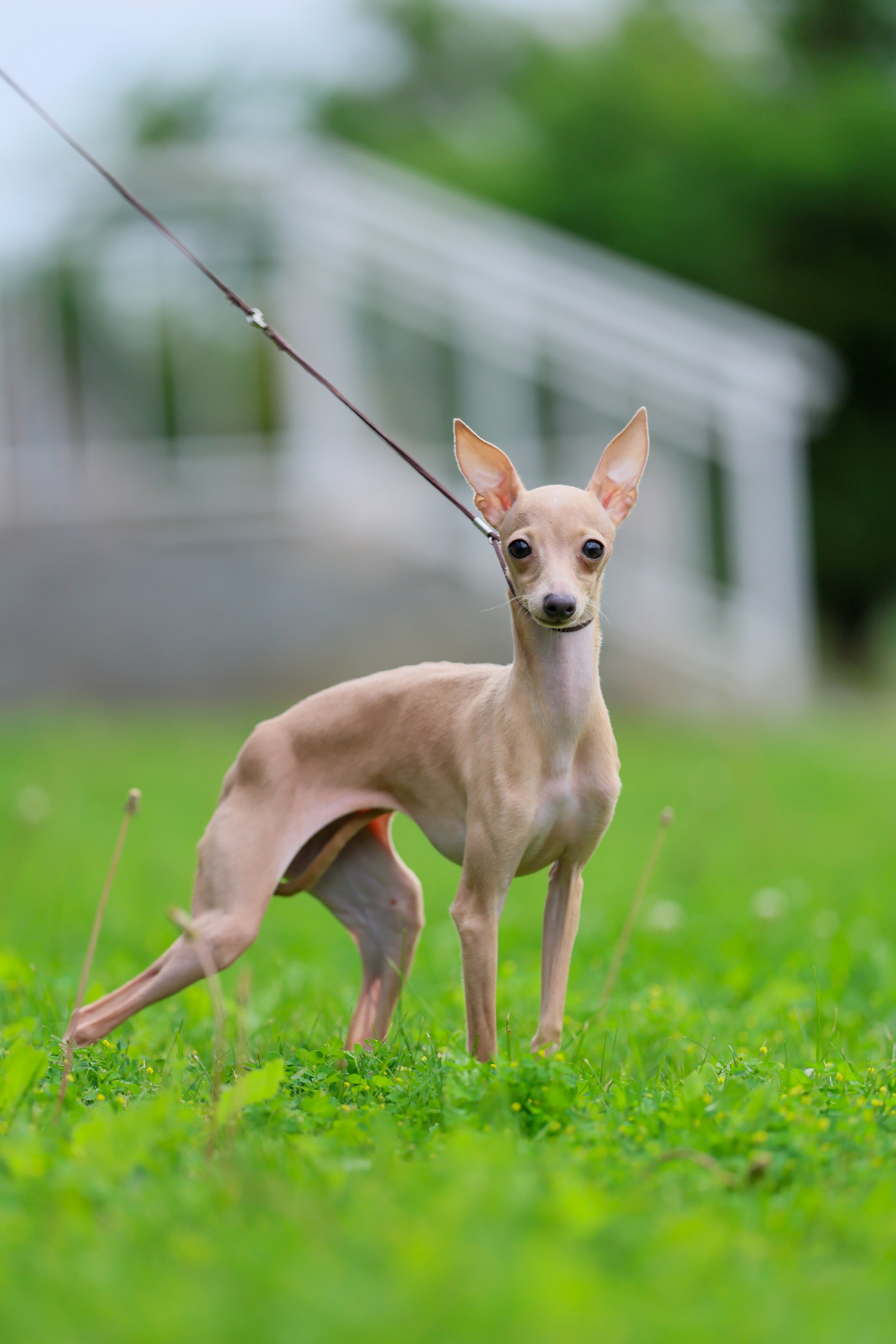 Кремовая Лекси. Professional Italian Greyhound Kennel RKF/FCI ASTI SAPPHIRE 💎 Sochi|St. Petersburg