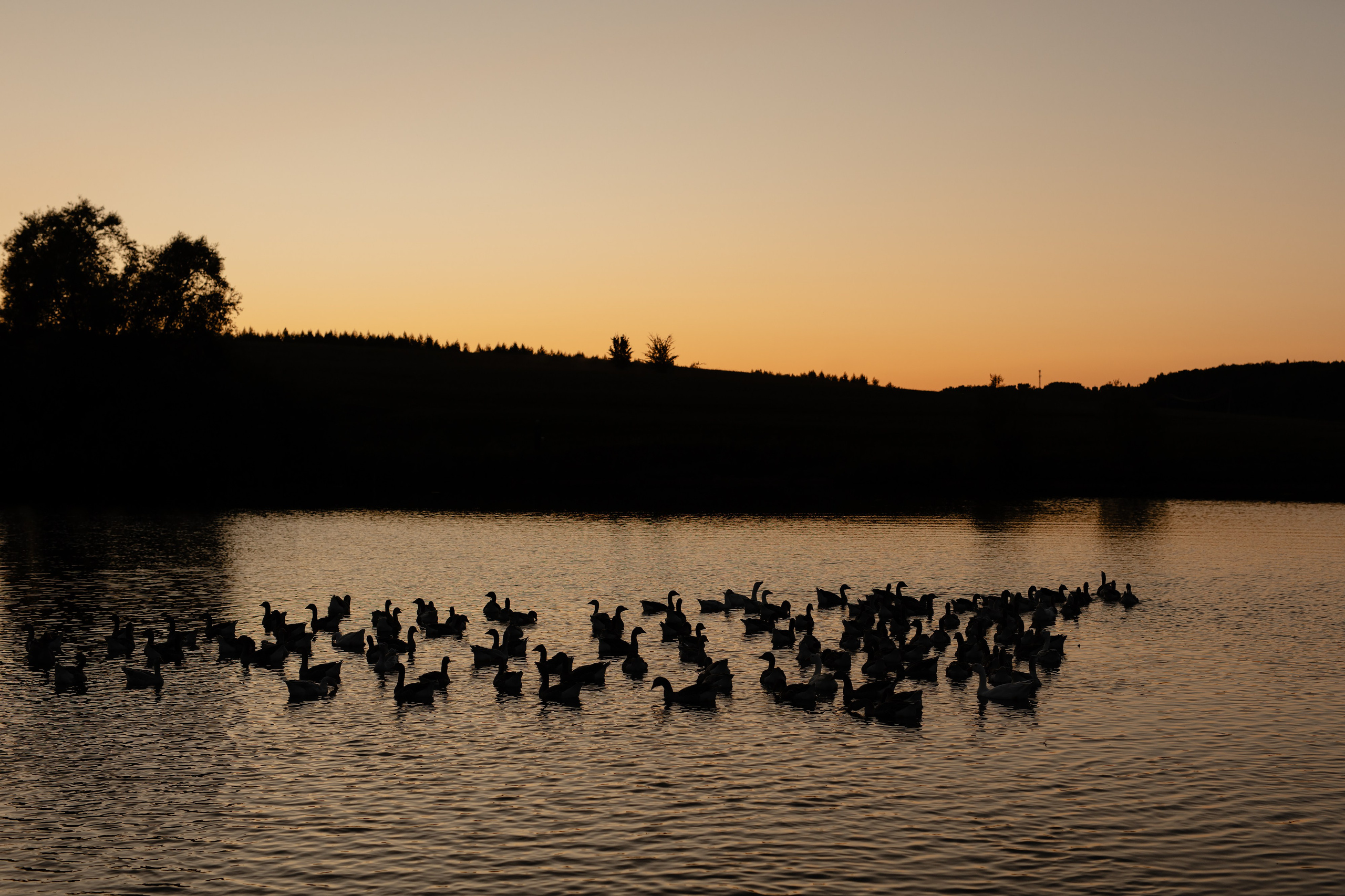 Максим & Даша. Дмитрий Позняк — свадебный фотограф в Брянске. Личный сайт фотографа
