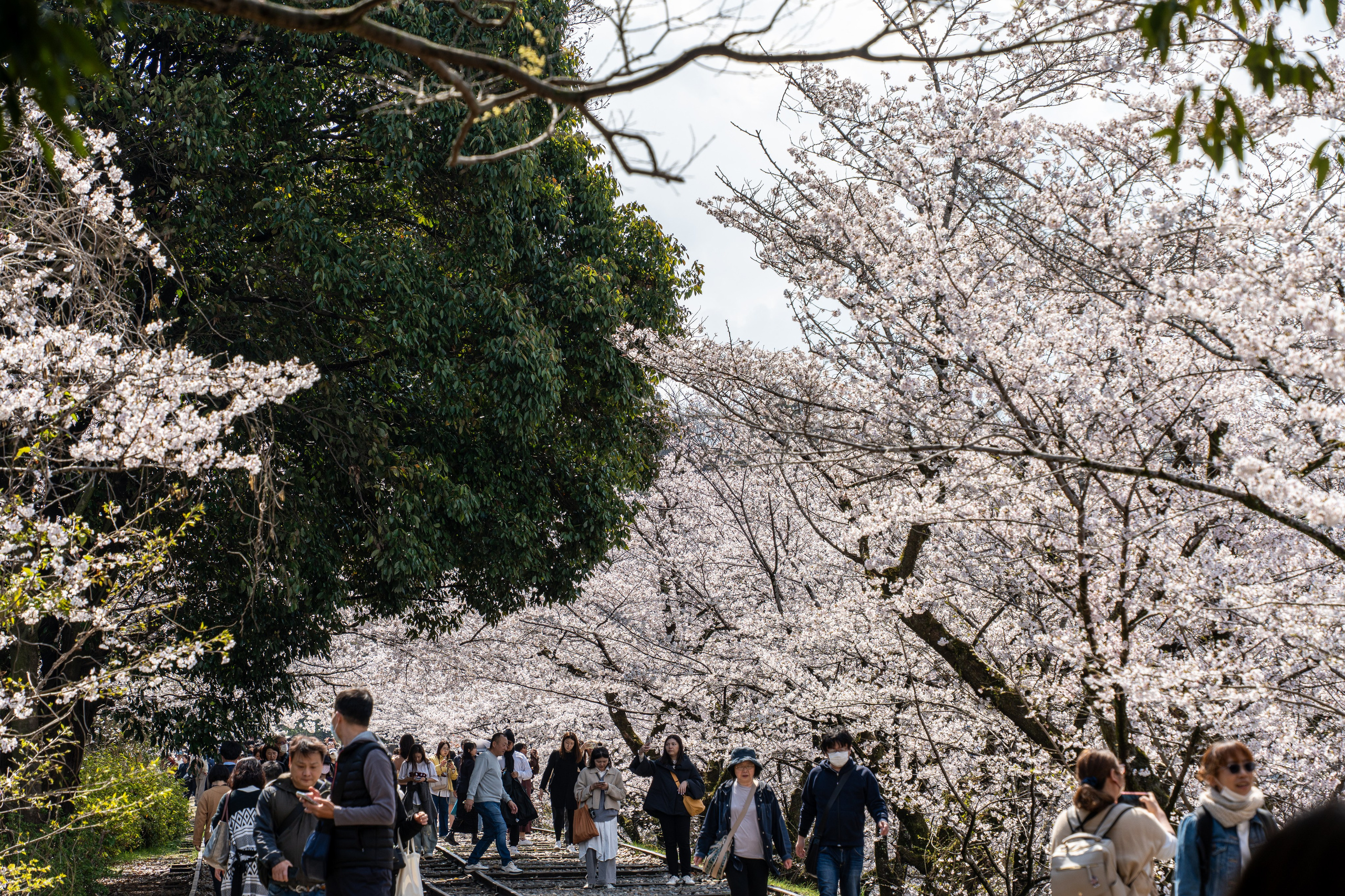 Япония, сакура. Творческие сьемки