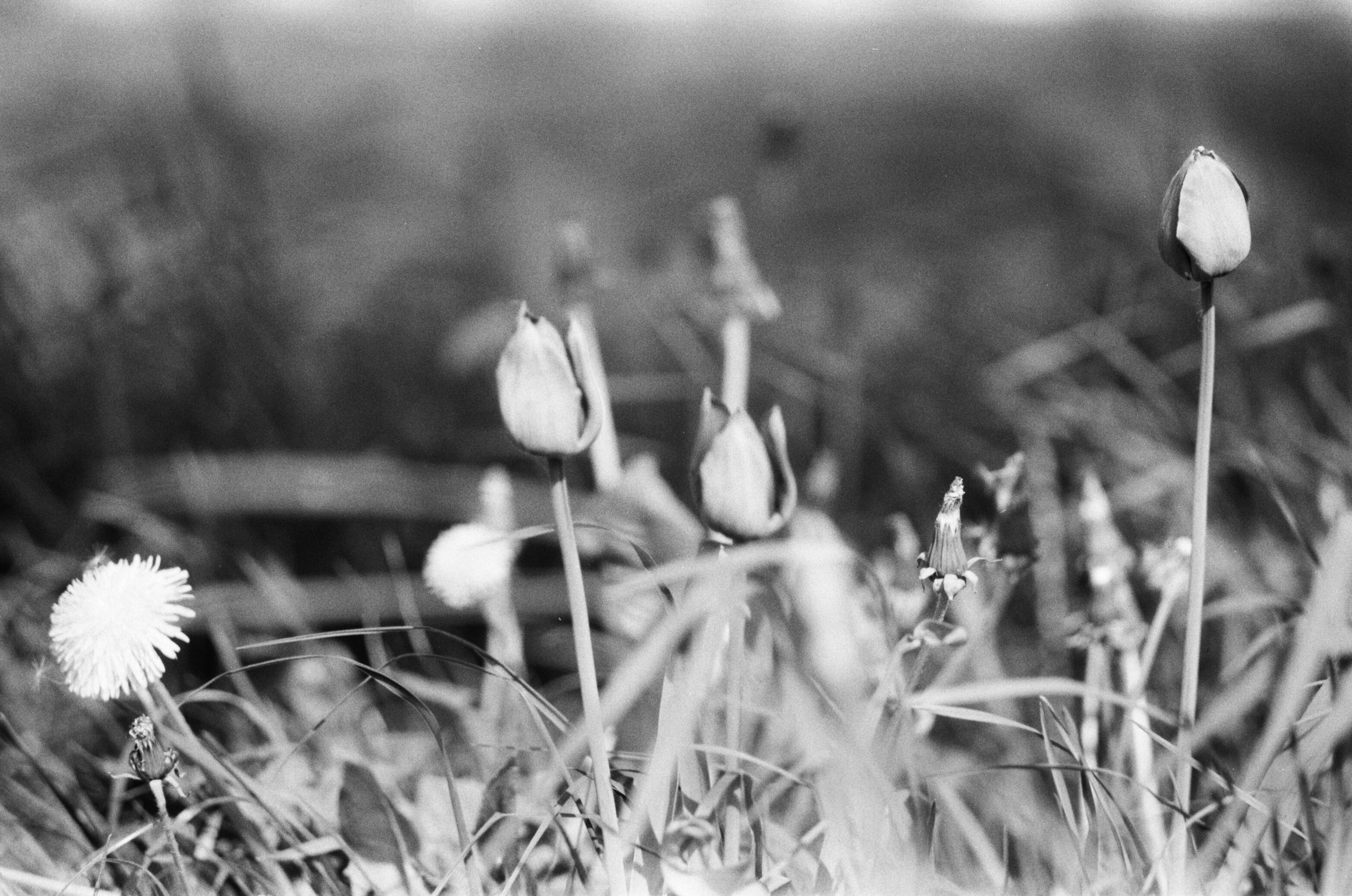 Творчество. Семейный и портретный фотограф в Минске Константин Менжинский