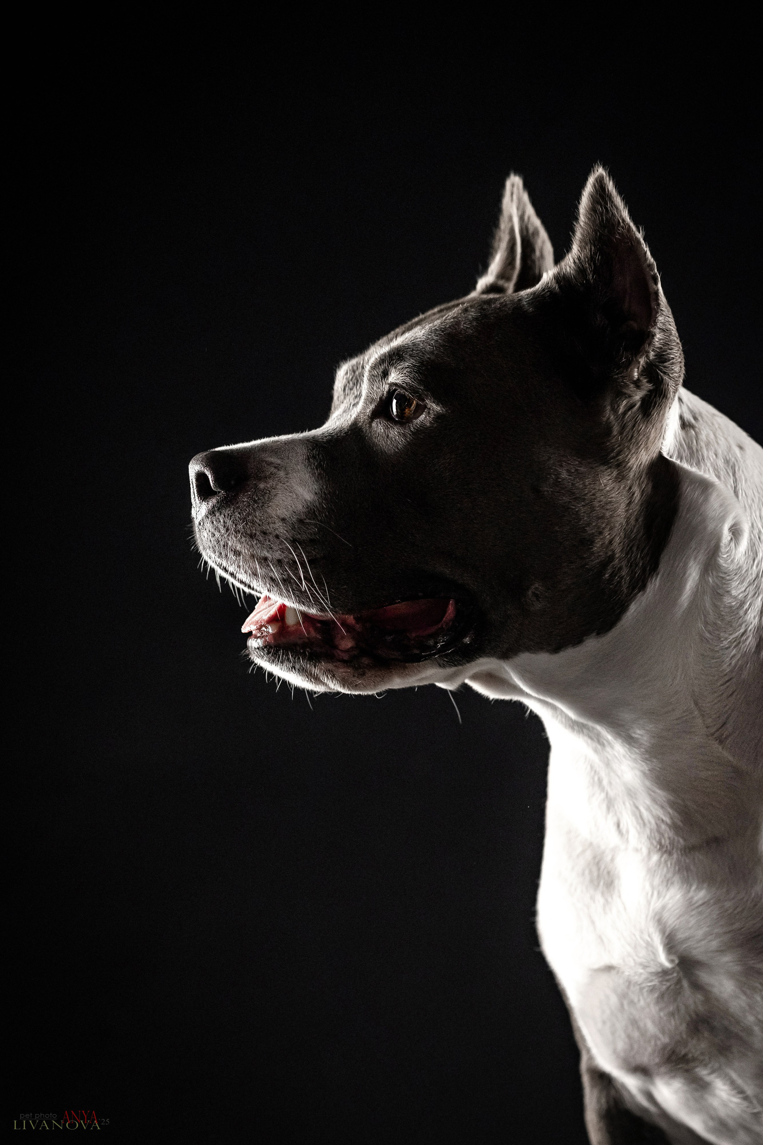 Дэля. Фотограф анималист Аня Ливанова | Рыбинск