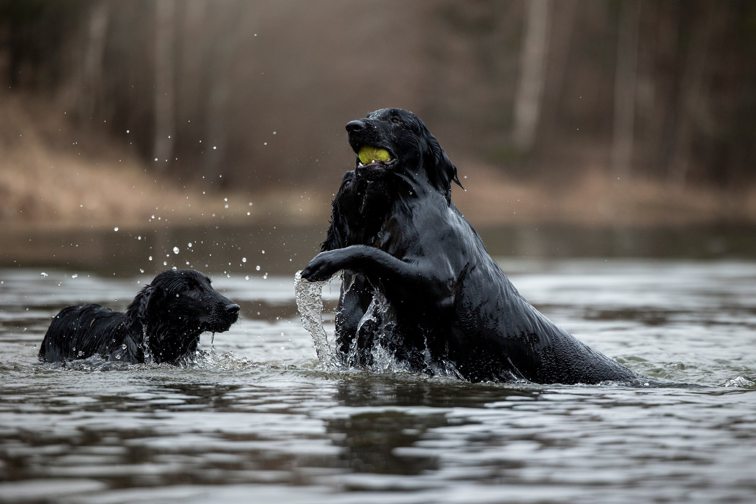 Ора, Ева, Рози и их семья. Фотограф — Анималист | Санкт-Петербург