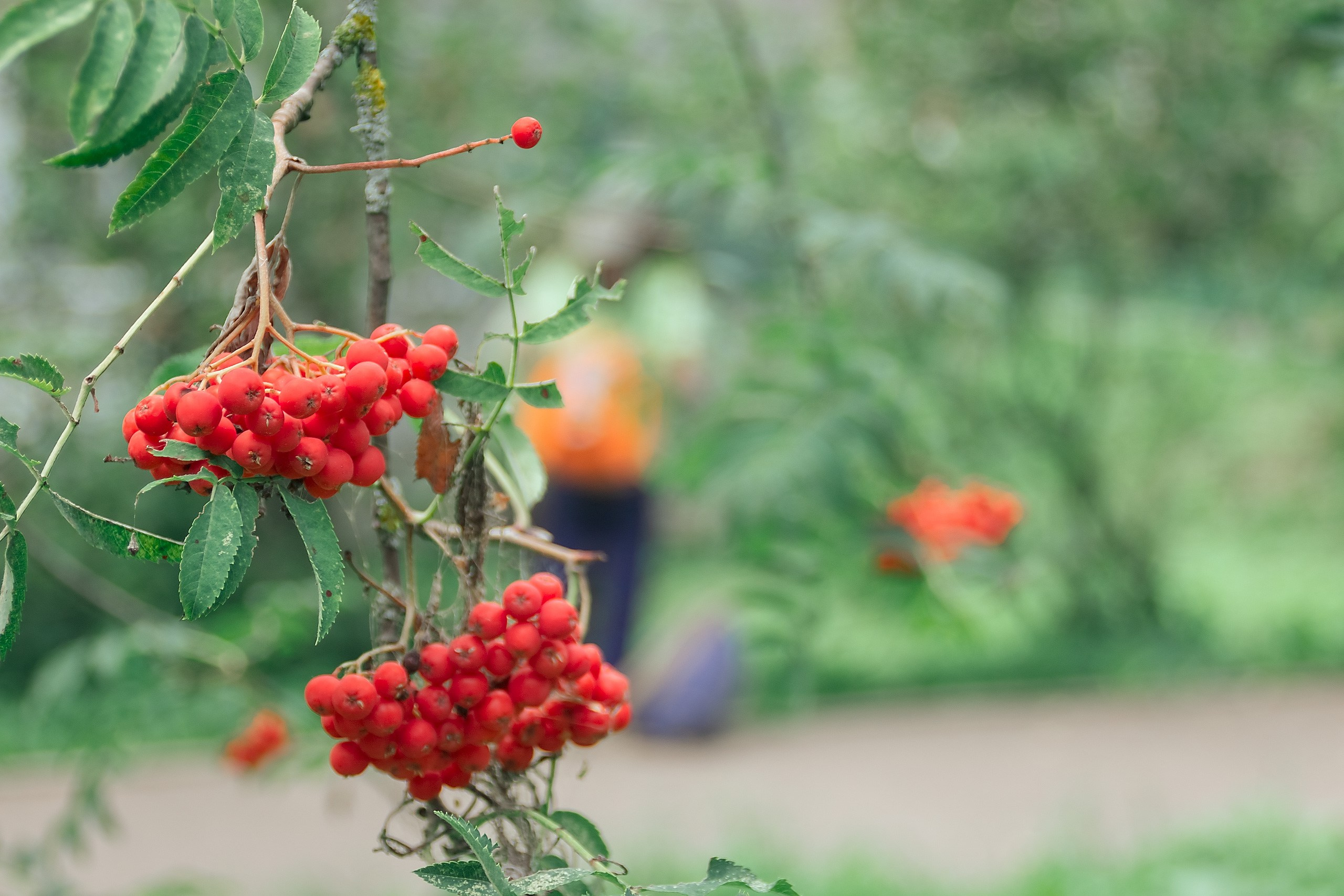 Играй Свою Игру. Аmat Victoria Сuram