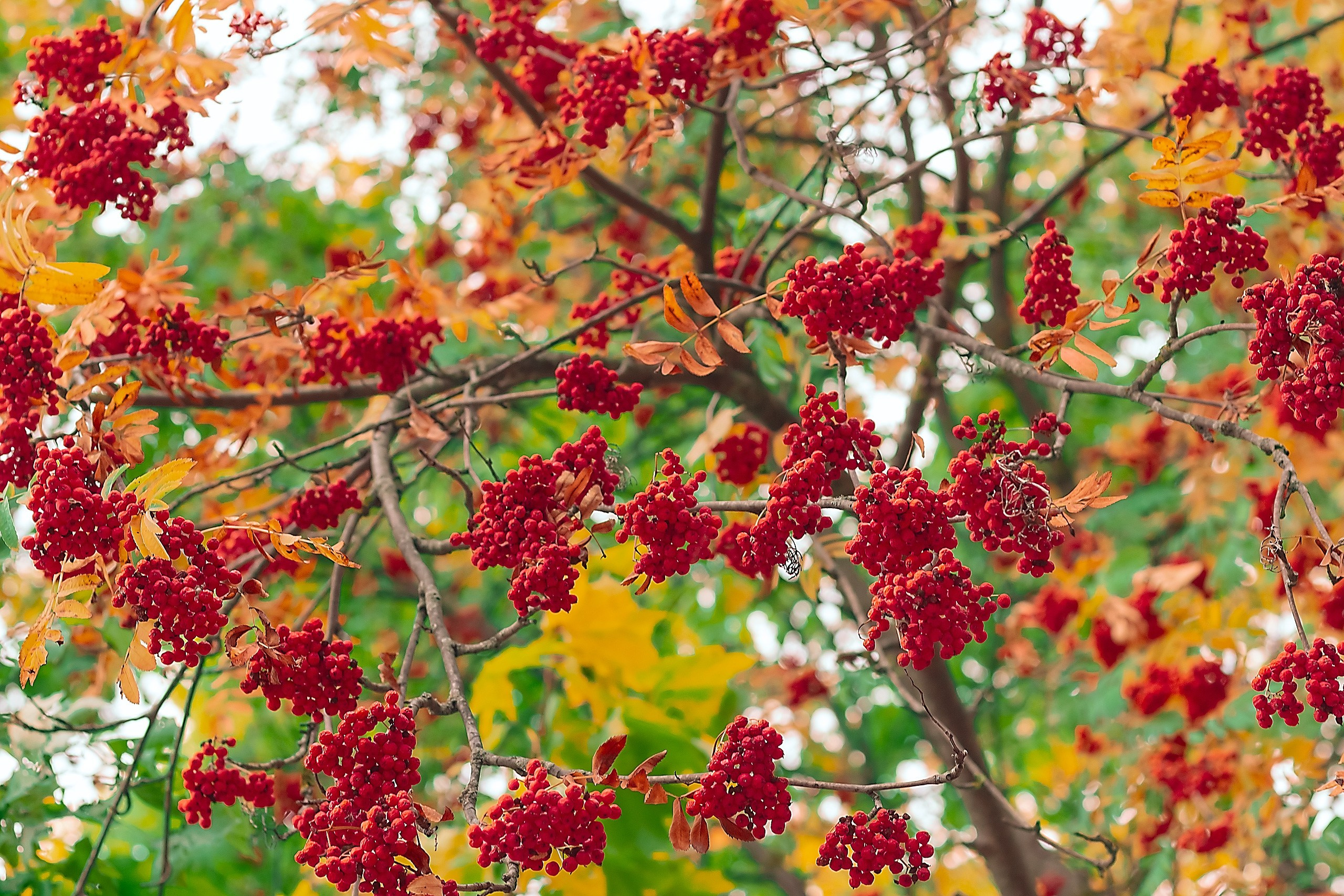 Свет и Цвет. Аmat Victoria Сuram