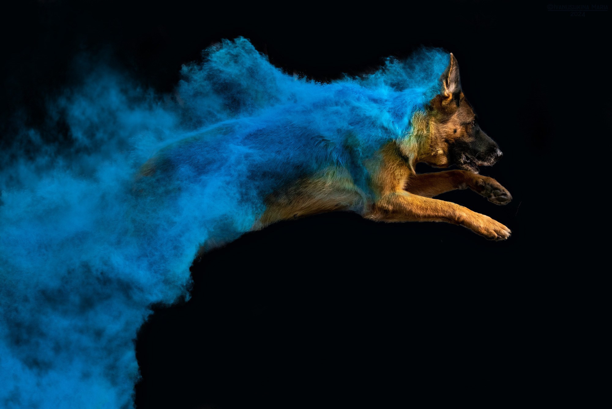 Фотосессия собаки с красками холи. Фотограф собак в Москве и Московской области Иванушкина Мария