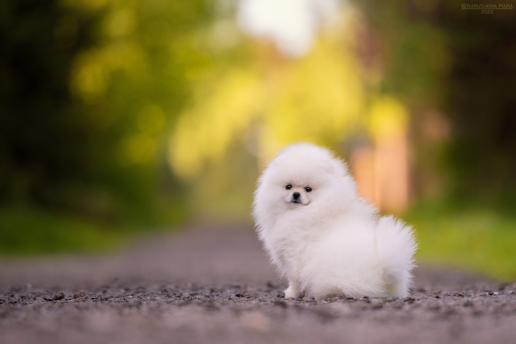 Фотосессия щенков на продажу. Фотограф собак в Москве и Московской области Иванушкина Мария