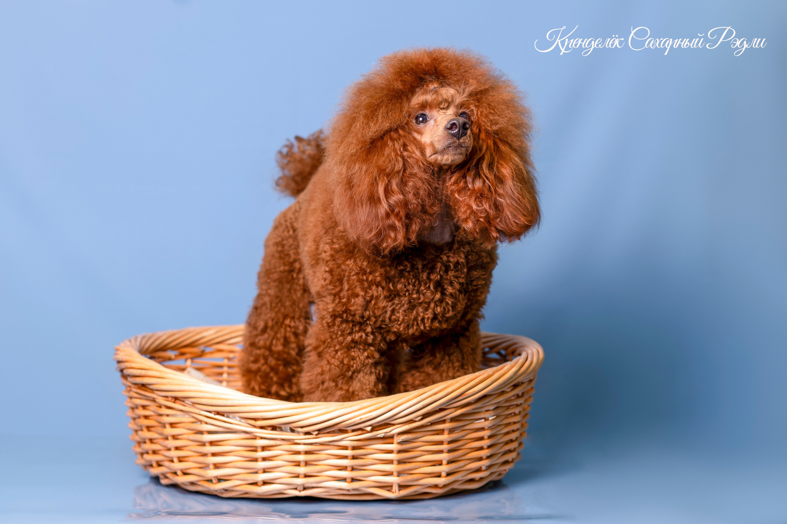 Кренделек сахарный Редли. Фотограф 📸 семейный, предметный, репортажный