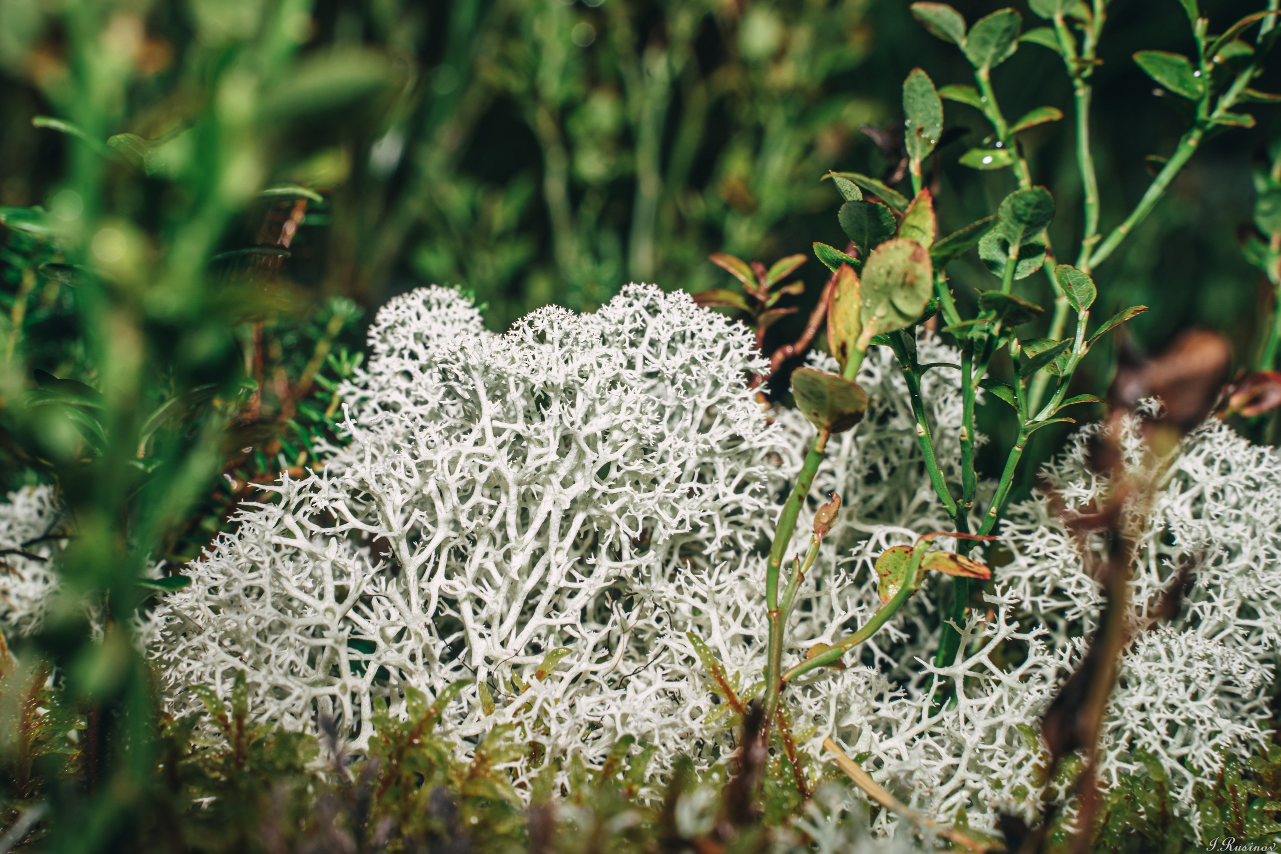 ХИБИНЫ 2021 г. Event фотограф Степанова Александра