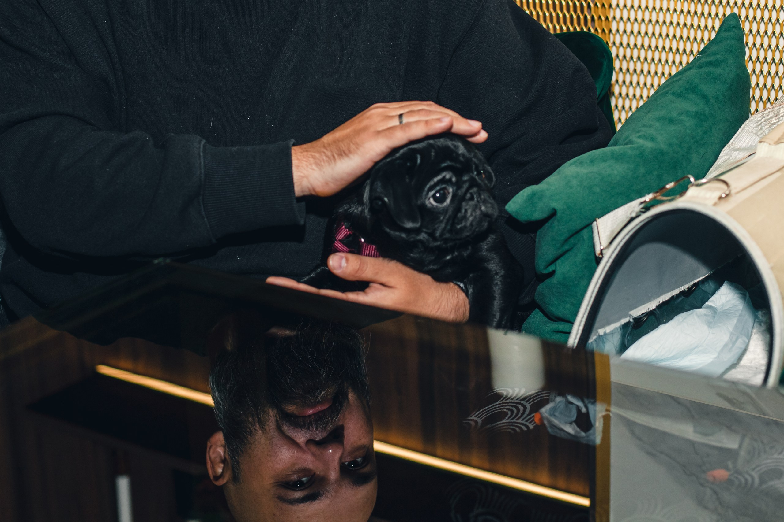 Мопсовстреча 02.12.2023. Фотограф-анималист Татьяна Степанова