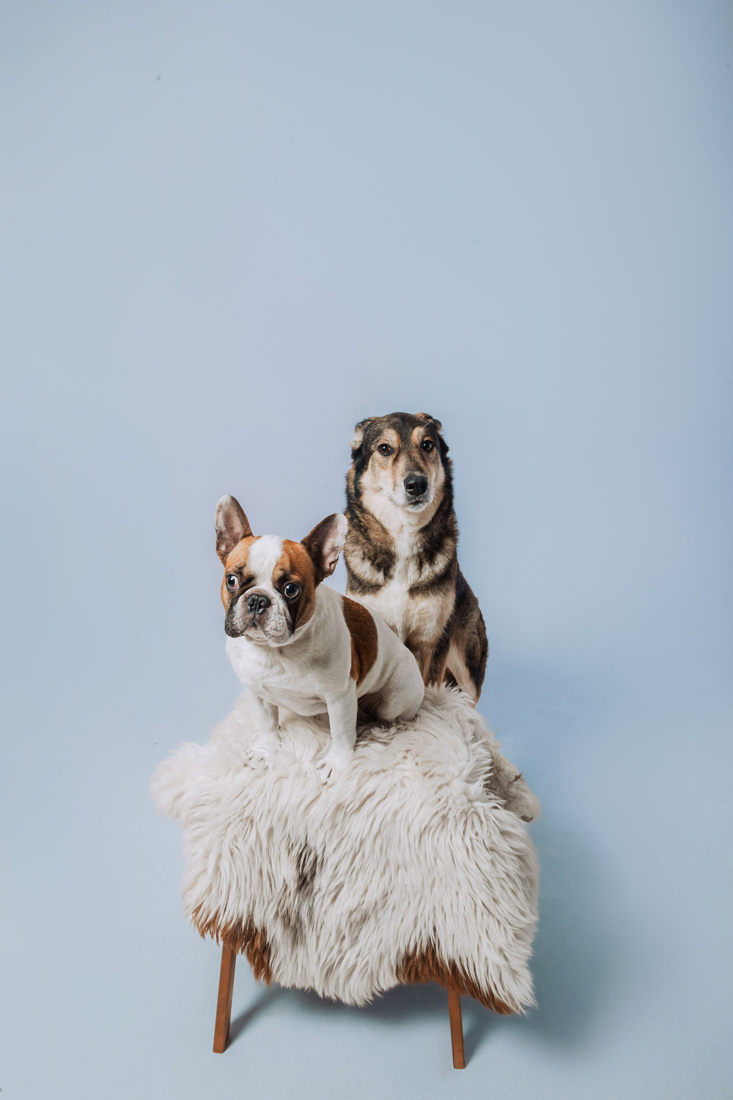 Студийная фотосессия с цветным светом. Фотограф-анималист Татьяна Степанова