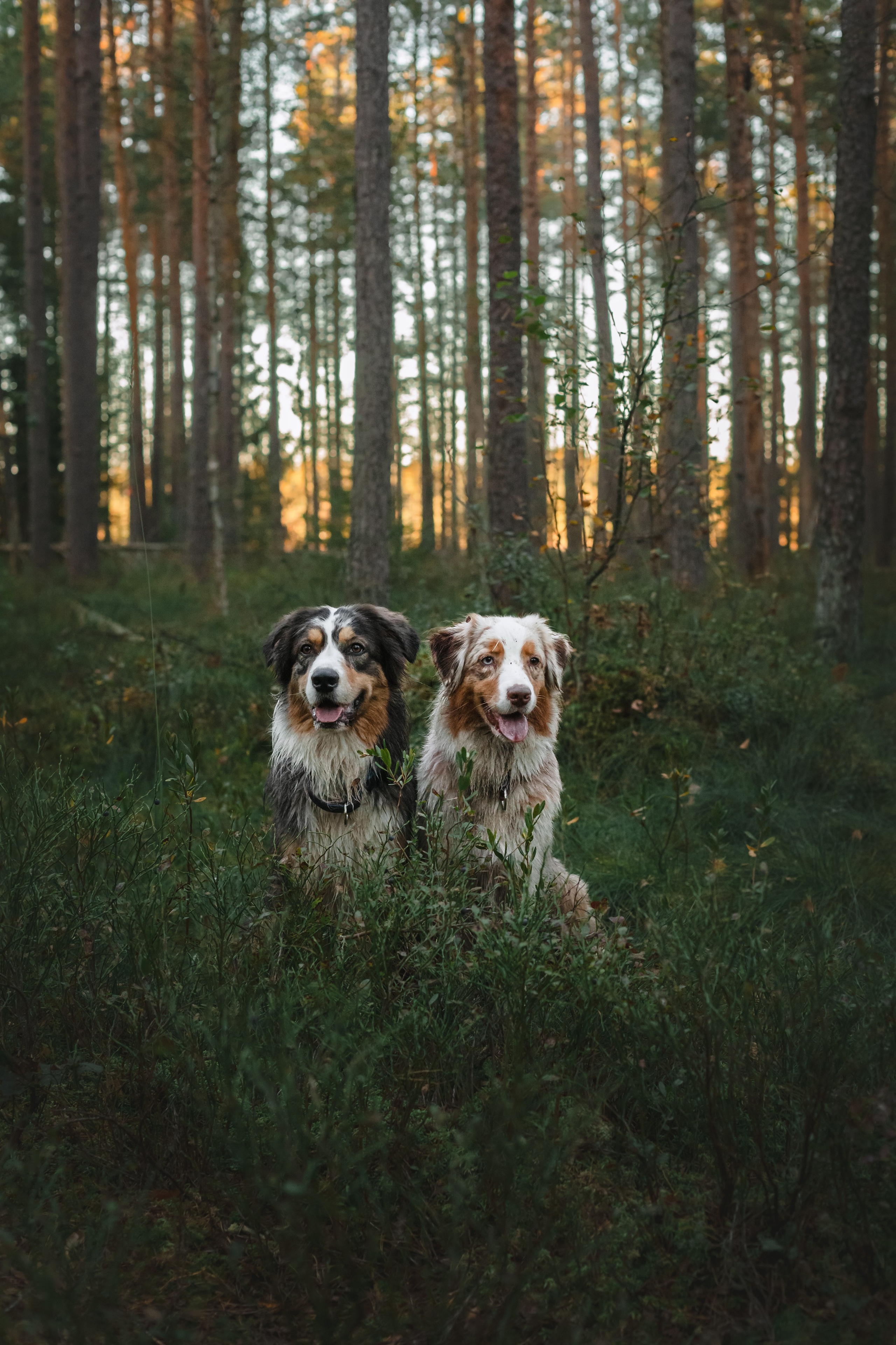 Фотопрогулка в Ленобласти. Фотограф-анималист Татьяна Степанова