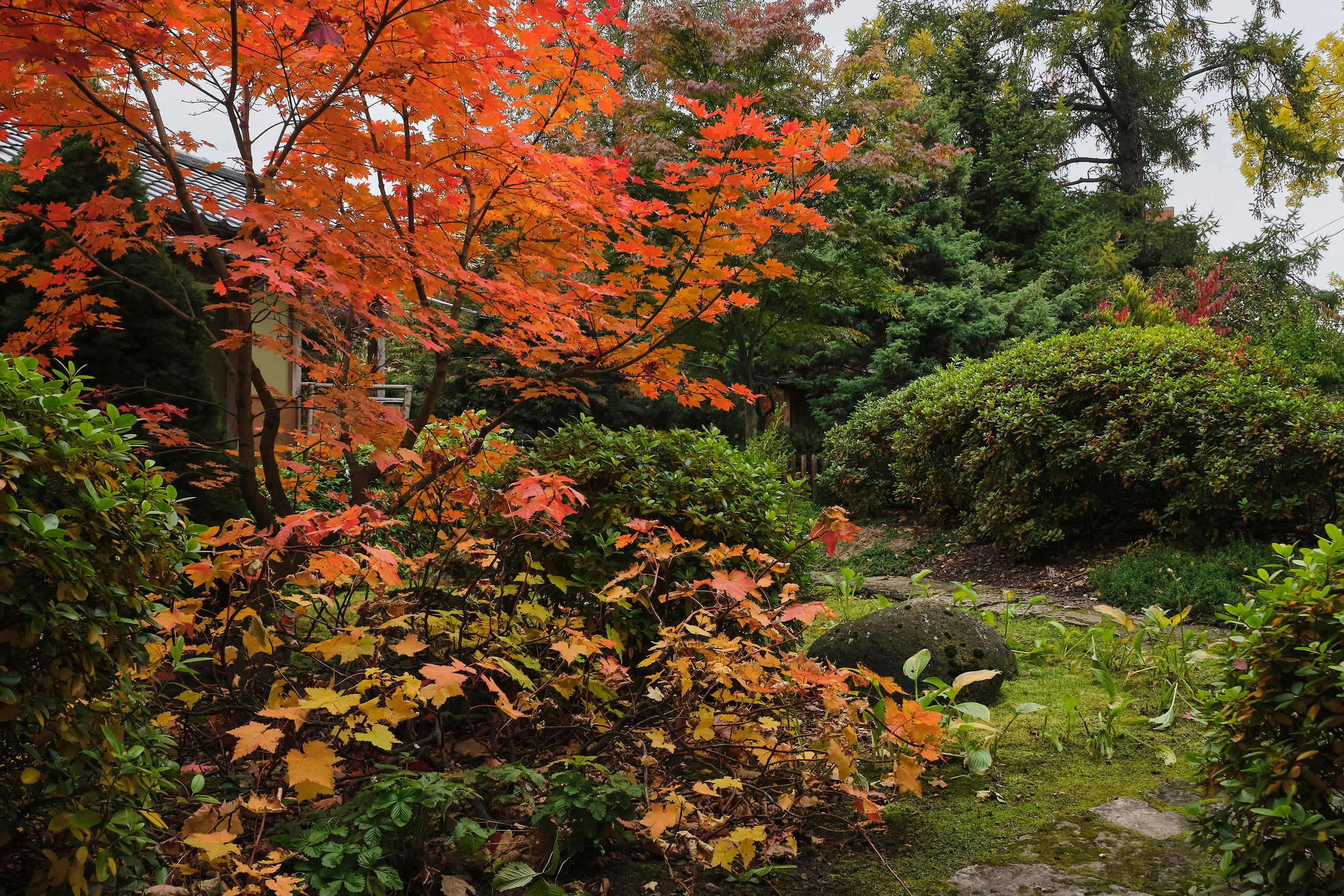 Ландшафтный и интерьерный фотограф Наталья Соловьева. Фотосъемка Японского сада на территории Ботанического института БИН РАН | interioto