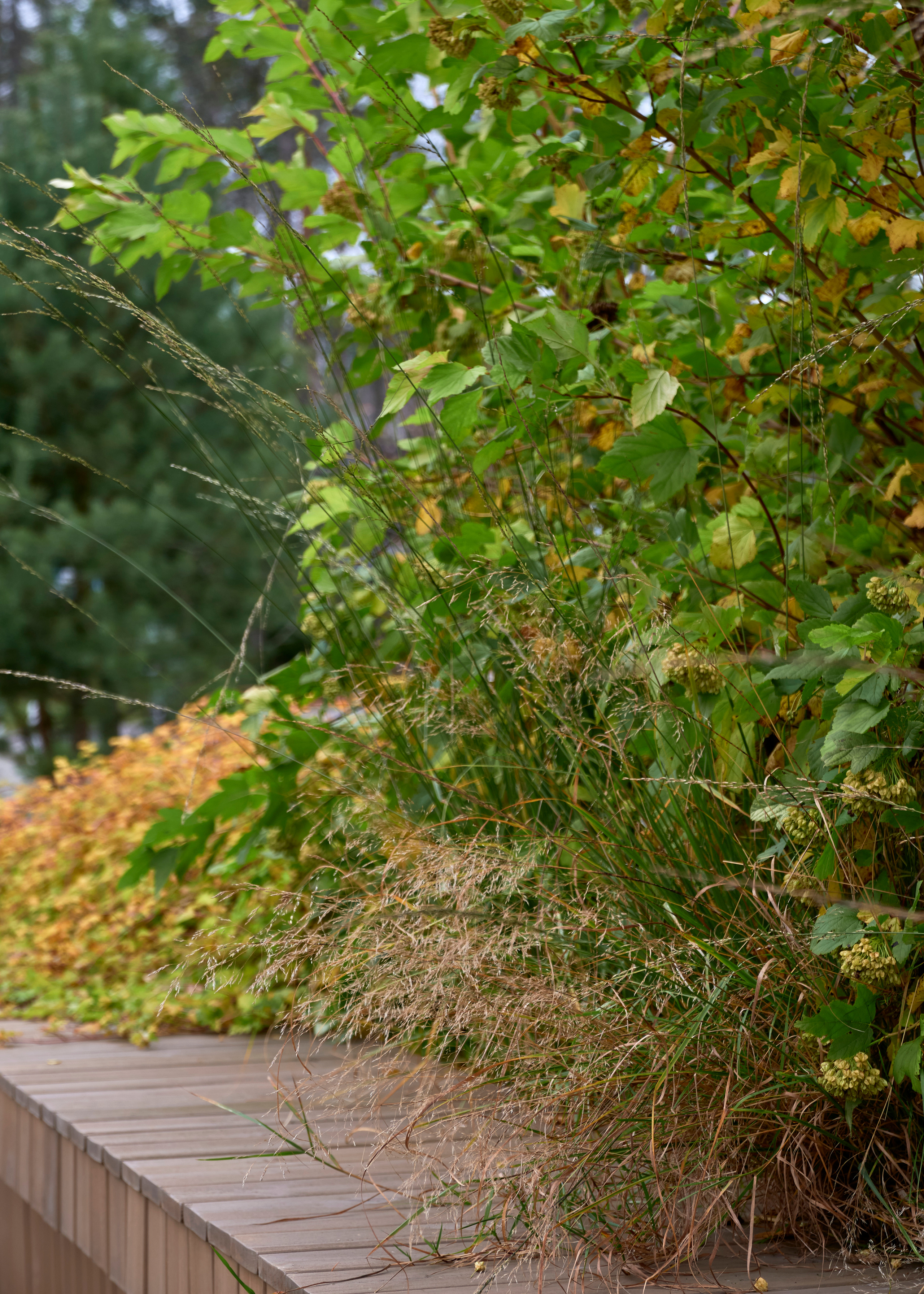 Ландшафтный и интерьерный фотограф Наталья Соловьева. Фотосъемка озеленения въездной зоны в Репино парк для ландшафтной студии lburo | interioto