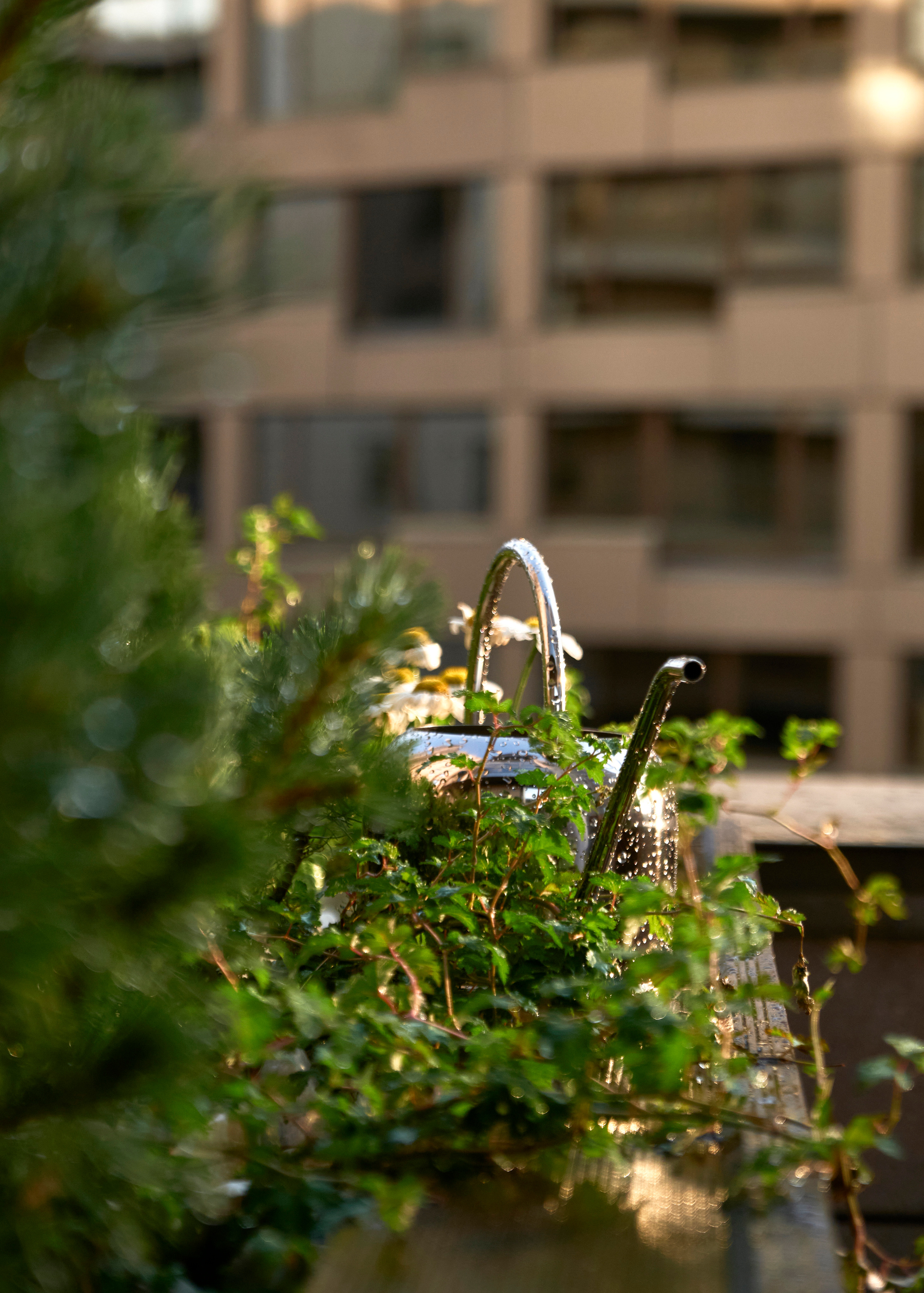 Ландшафтный и интерьерный фотограф Наталья Соловьева. Фотосъемка озеленения террасы в ЖК Монблан для студии Зелен | interioto