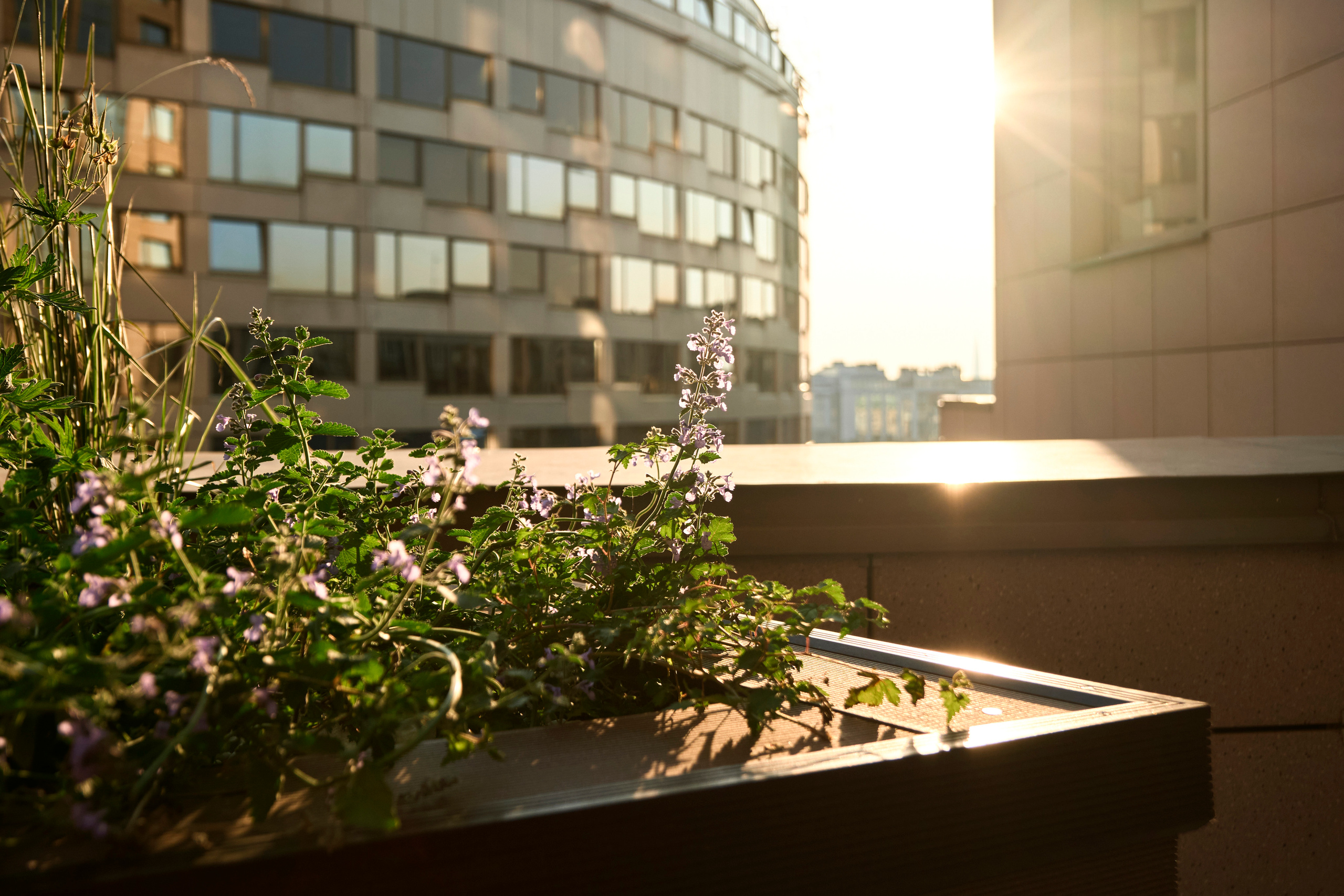 Ландшафтный и интерьерный фотограф Наталья Соловьева. Фотосъемка озеленения террасы в ЖК Монблан для студии Зелен | interioto