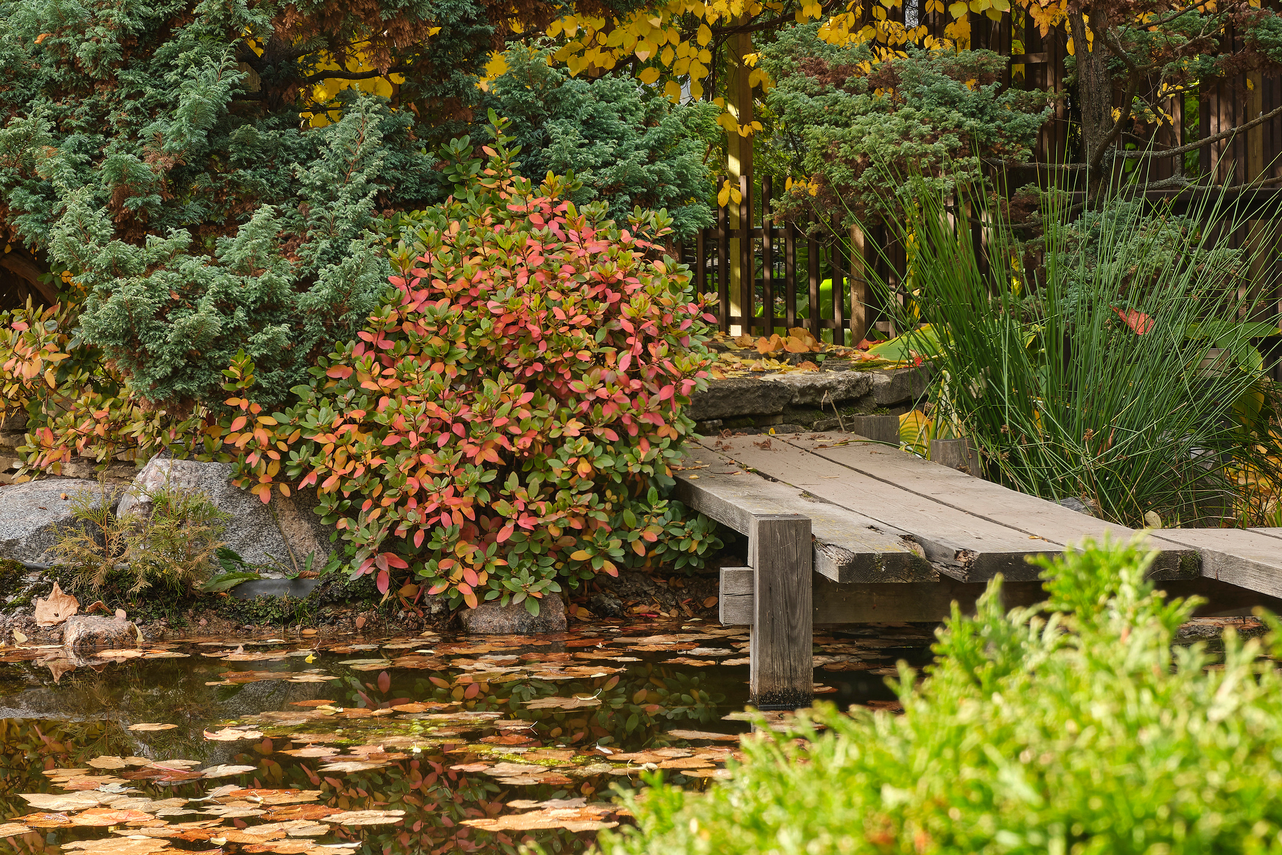 Ландшафтный и интерьерный фотограф Наталья Соловьева. Фотосъемка Японского сада на территории Ботанического института БИН РАН | interioto