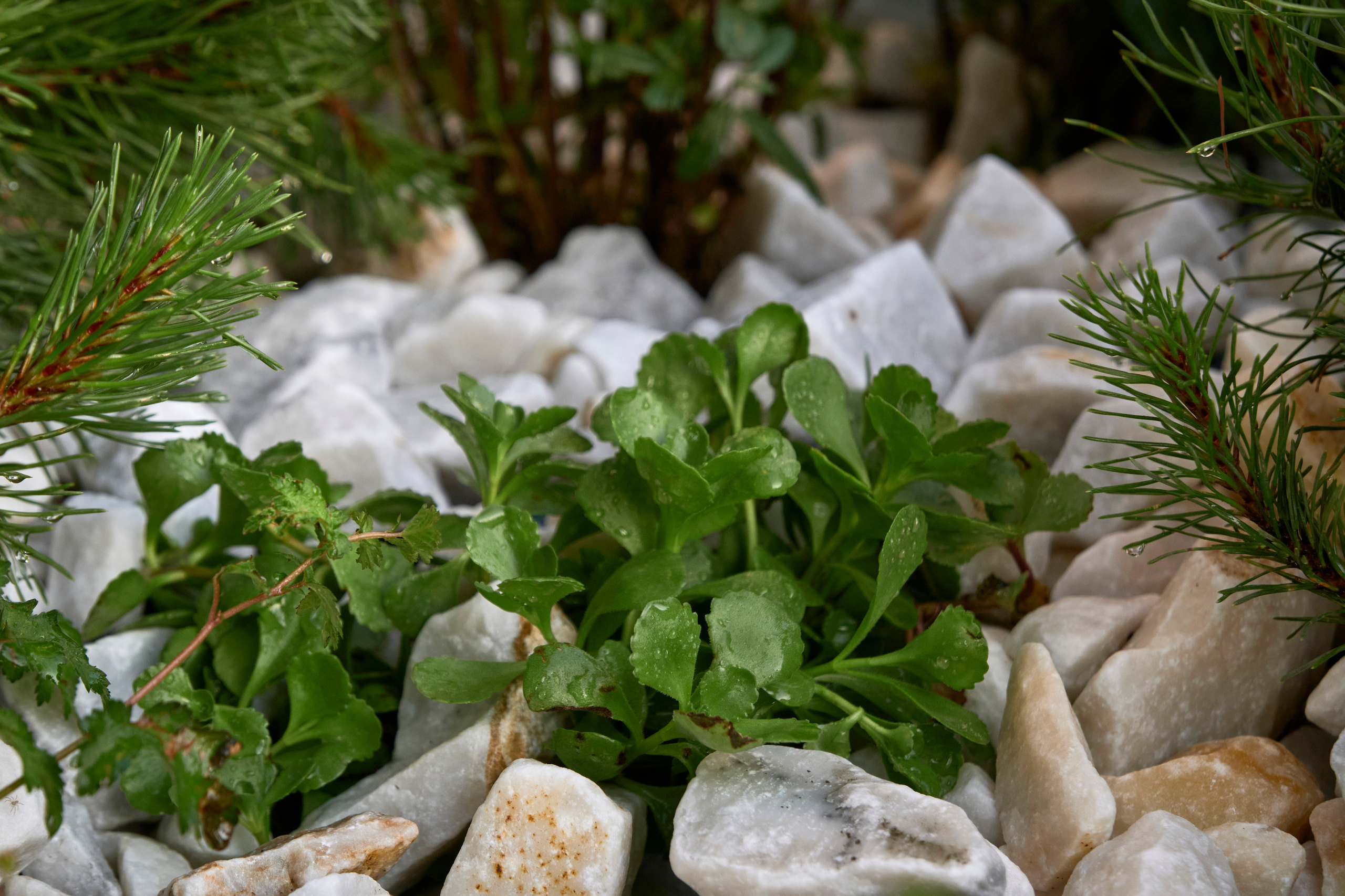 Ландшафтный и интерьерный фотограф Наталья Соловьева. Фотосъемка озеленения террасы в ЖК Монблан для студии Зелен | interioto