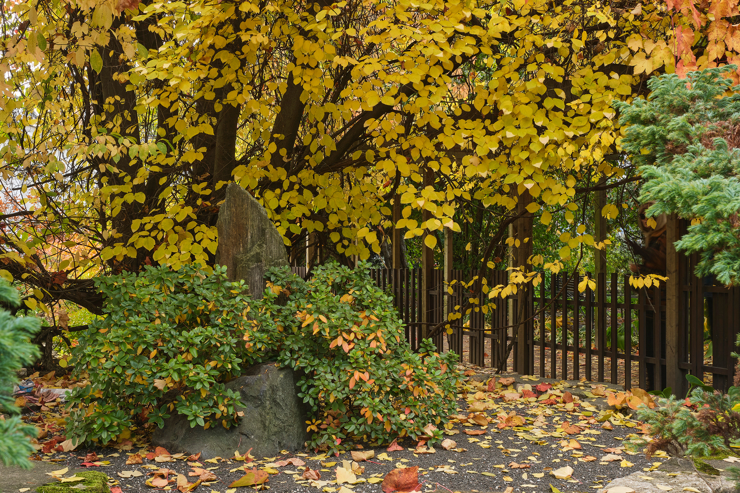 Ландшафтный и интерьерный фотограф Наталья Соловьева. Фотосъемка Японского сада на территории Ботанического института БИН РАН | interioto