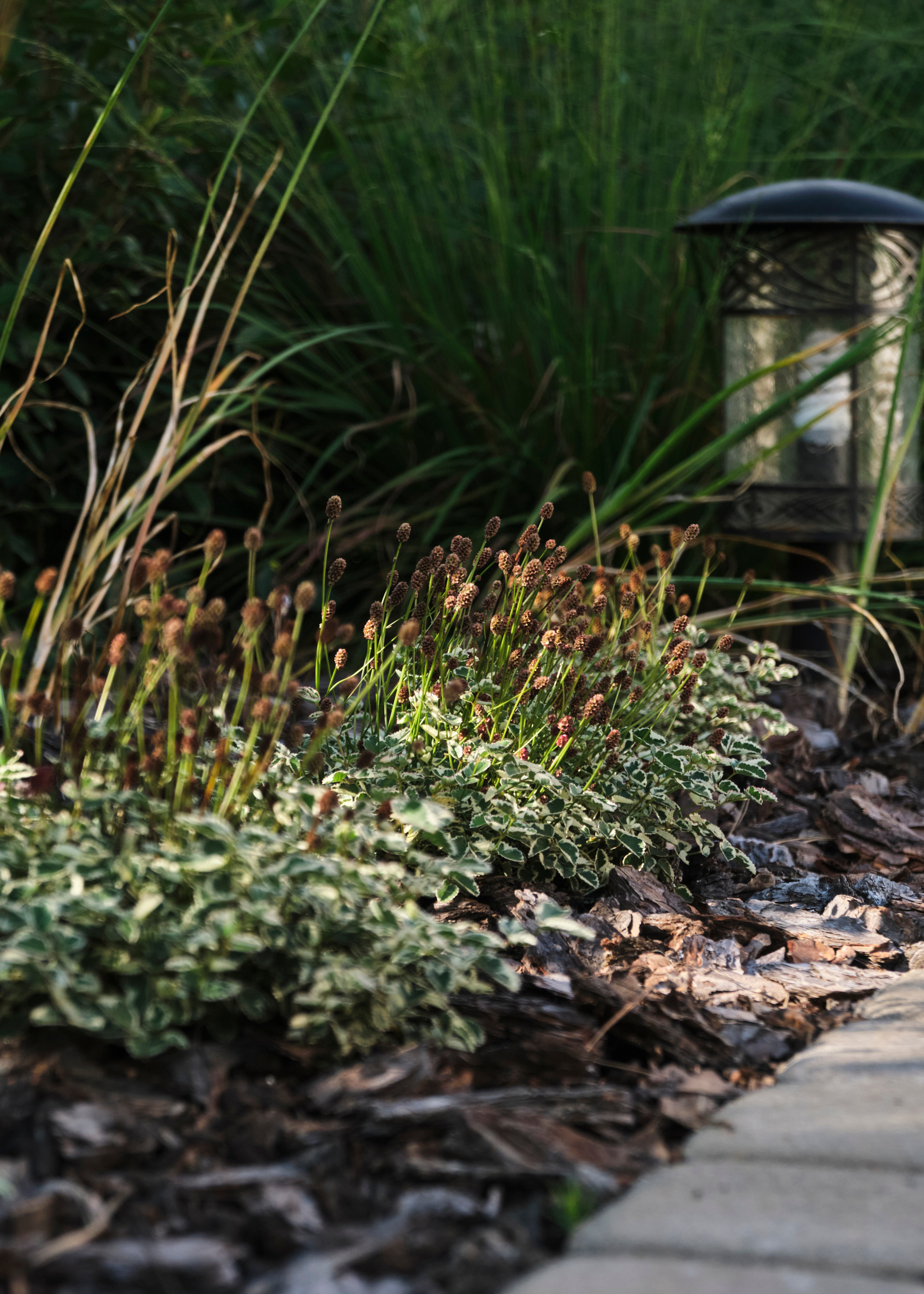 Ландшафтный и интерьерный фотограф Наталья Соловьева. Фотосъемка озеленения частного сада в Подмосковье | interioto