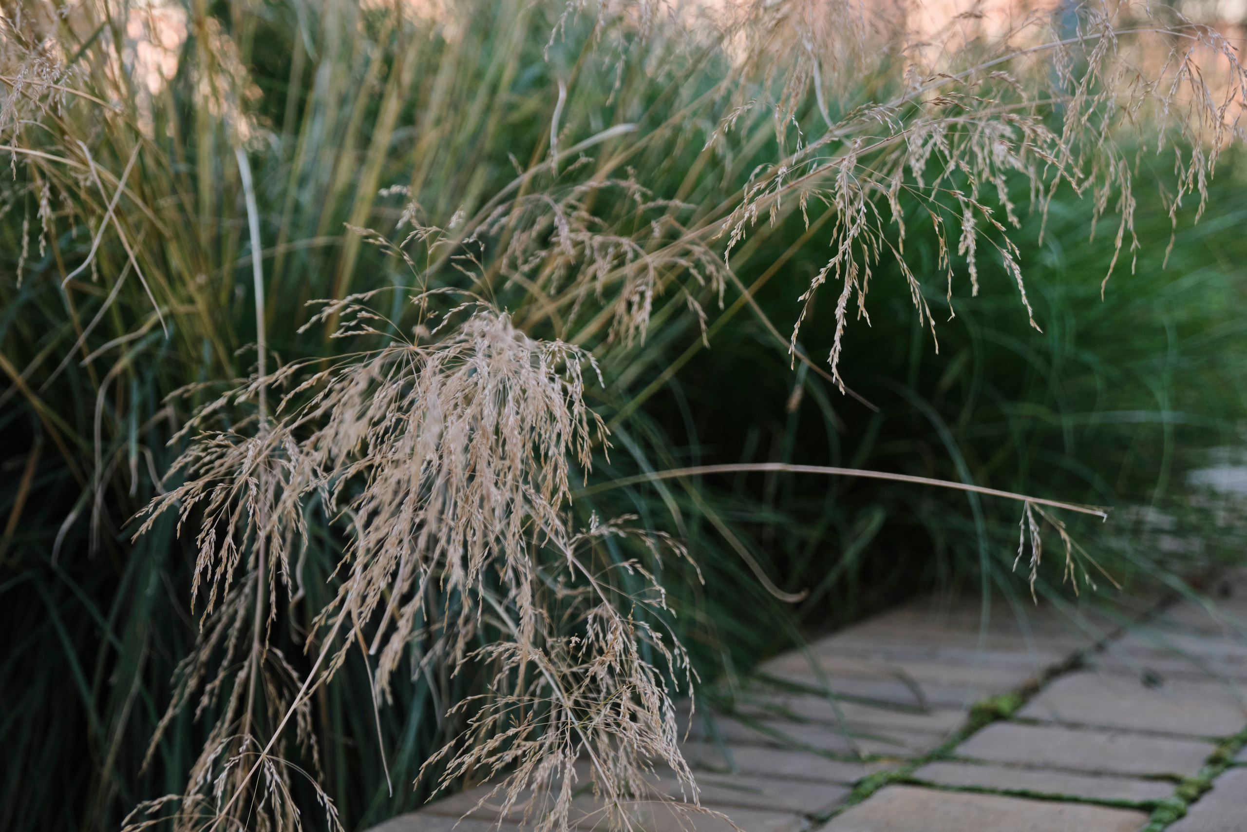 Ландшафтный и интерьерный фотограф Наталья Соловьева. Фотосъемка озеленения частного сада в Подмосковье | interioto