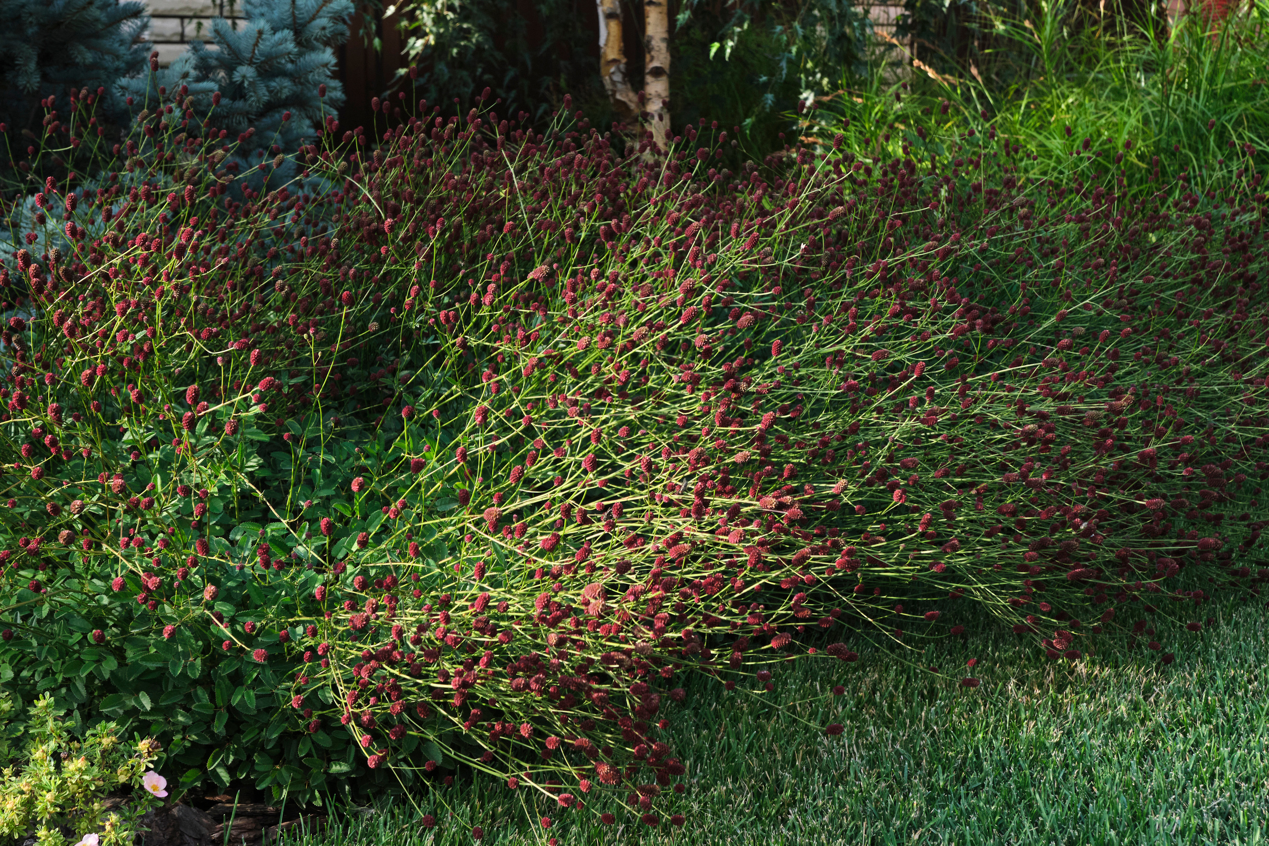 Ландшафтный и интерьерный фотограф Наталья Соловьева. Фотосъемка озеленения частного сада в Подмосковье | interioto