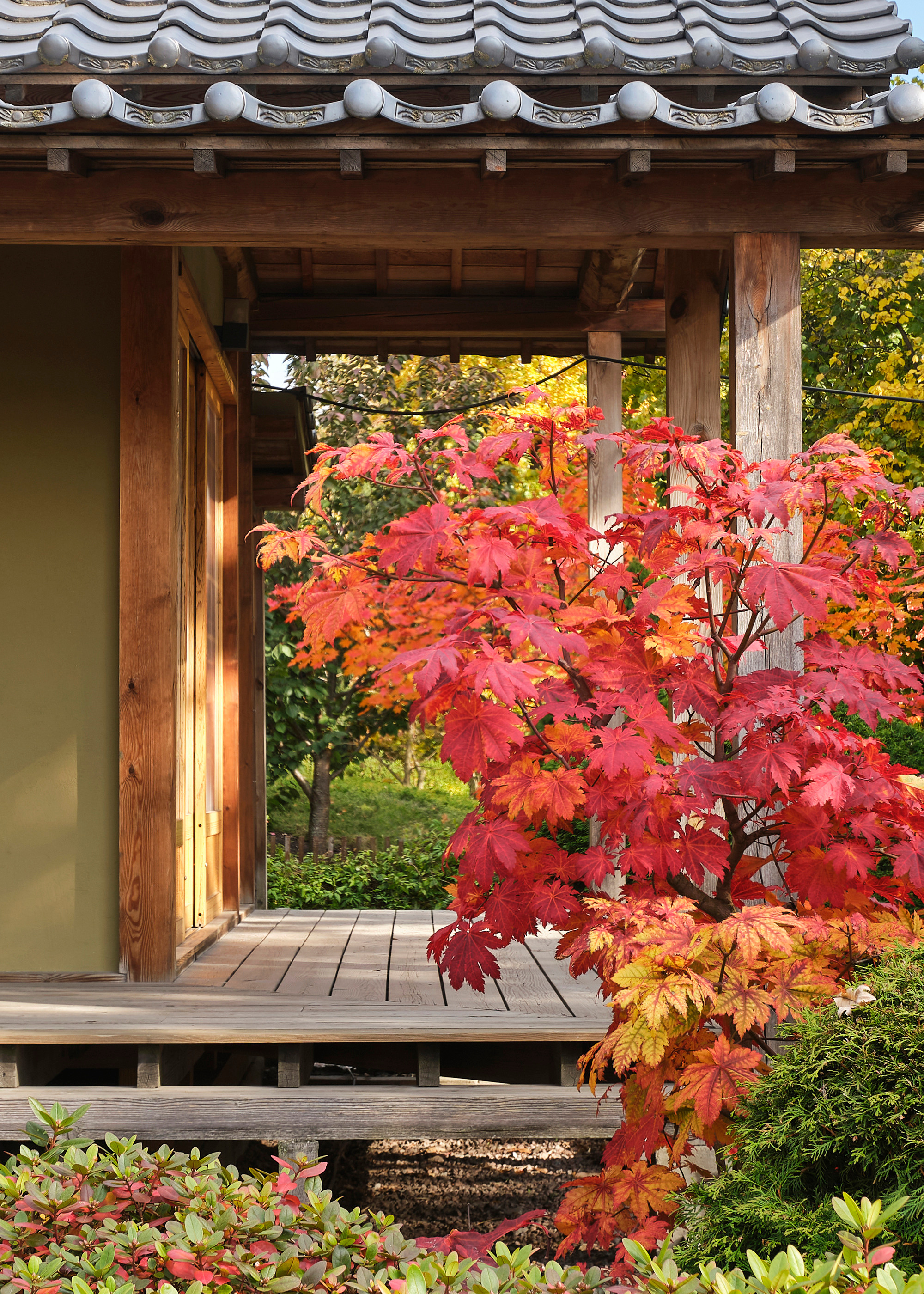 Ландшафтный и интерьерный фотограф Наталья Соловьева. Фотосъемка Японского сада на территории Ботанического института БИН РАН | interioto
