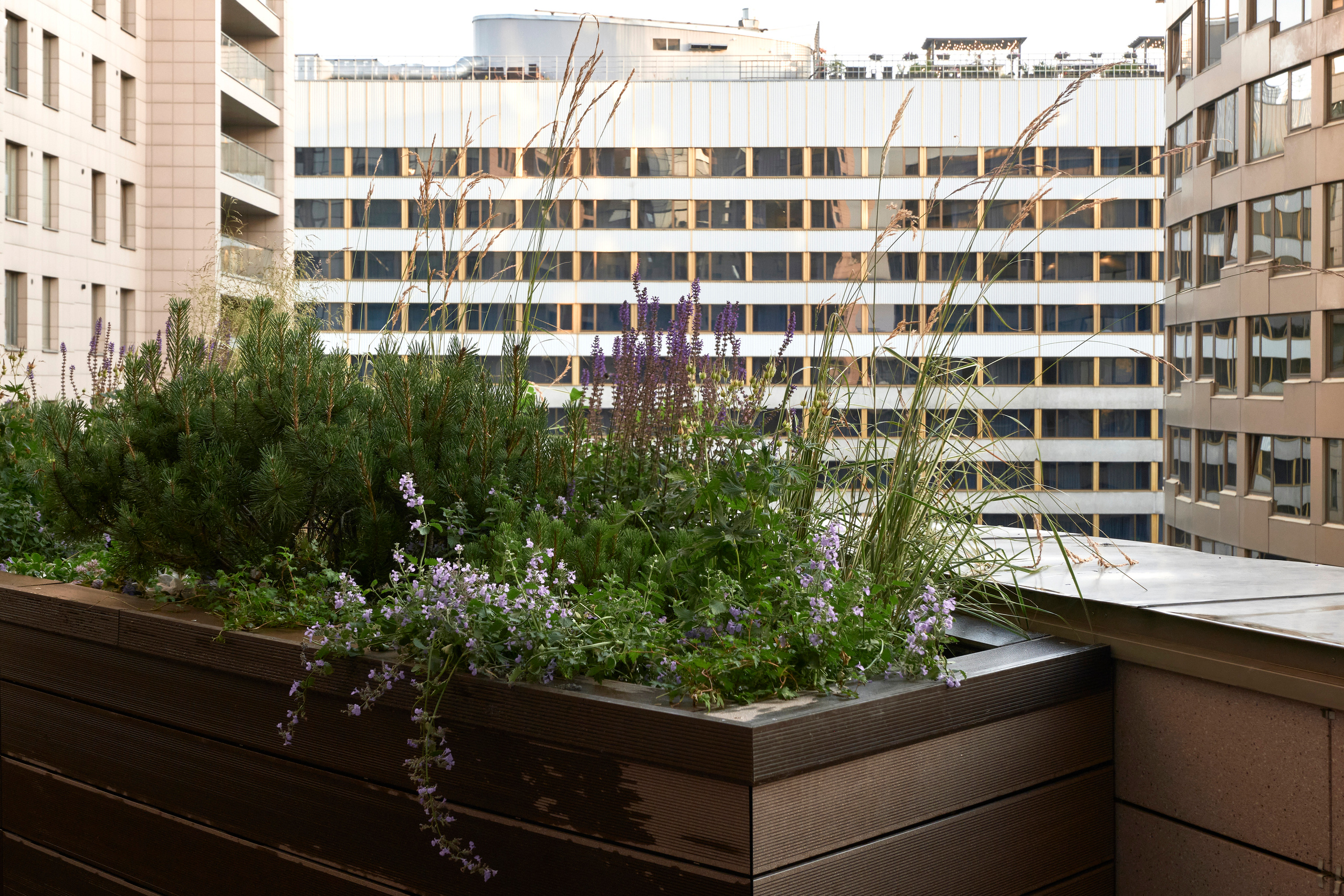 Ландшафтный и интерьерный фотограф Наталья Соловьева. Фотосъемка озеленения террасы в ЖК Монблан для студии Зелен | interioto