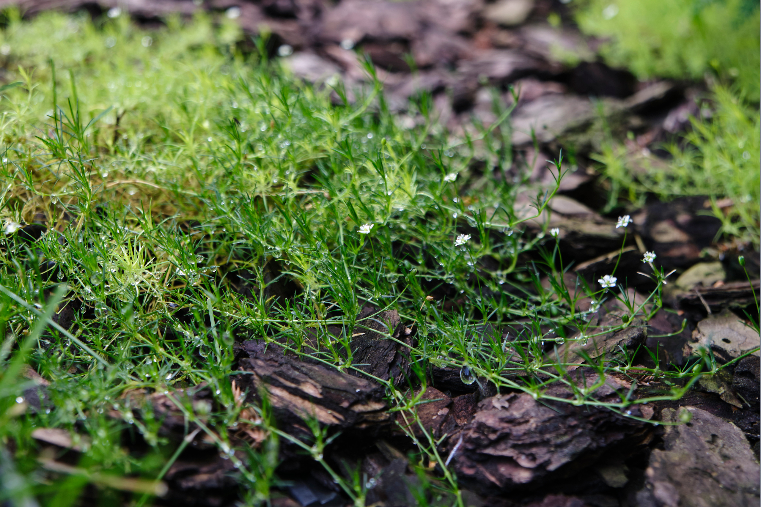 Ландшафтный и интерьерный фотограф Наталья Соловьева. Фотосъемка озеленения частного сада в Подмосковье | interioto
