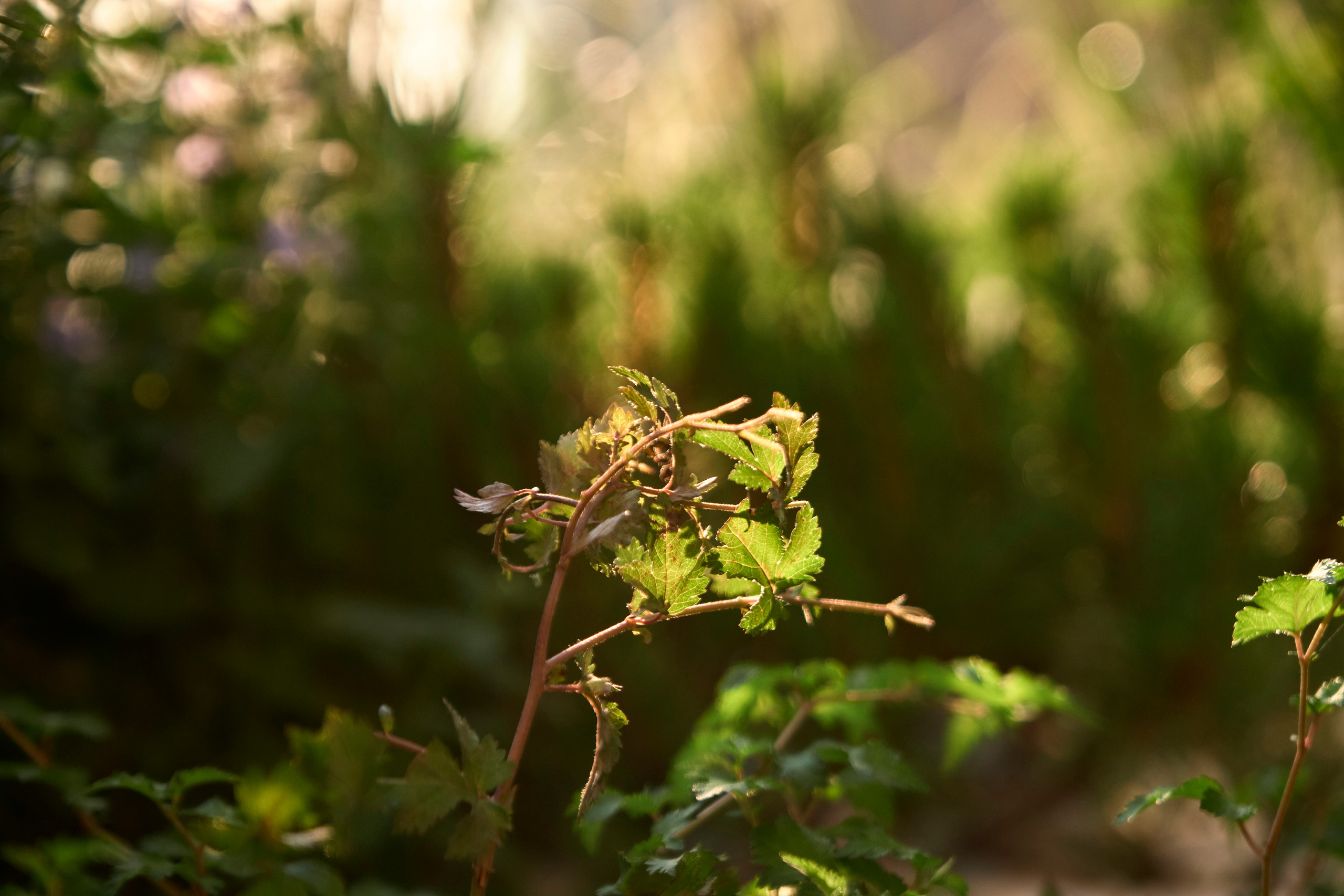 Ландшафтный и интерьерный фотограф Наталья Соловьева. Фотосъемка озеленения террасы в ЖК Монблан для студии Зелен | interioto