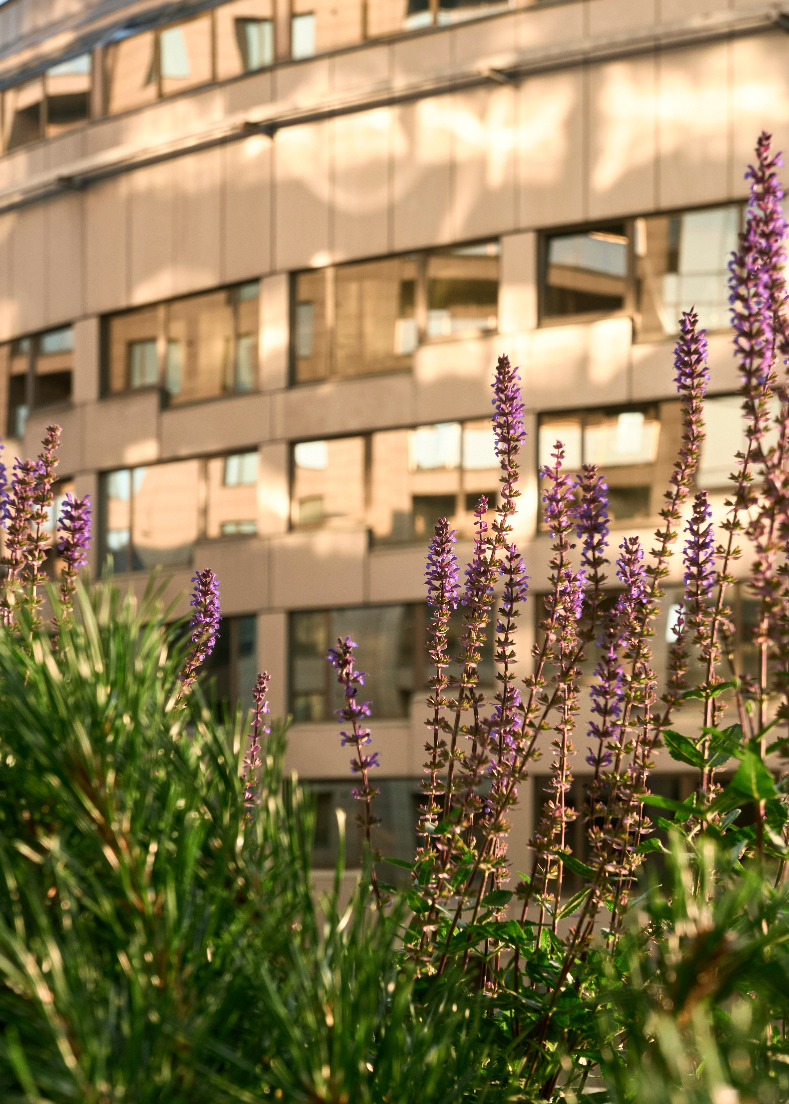Ландшафтный и интерьерный фотограф Наталья Соловьева. Фотосъемка озеленения террасы в ЖК Монблан для студии Зелен | interioto