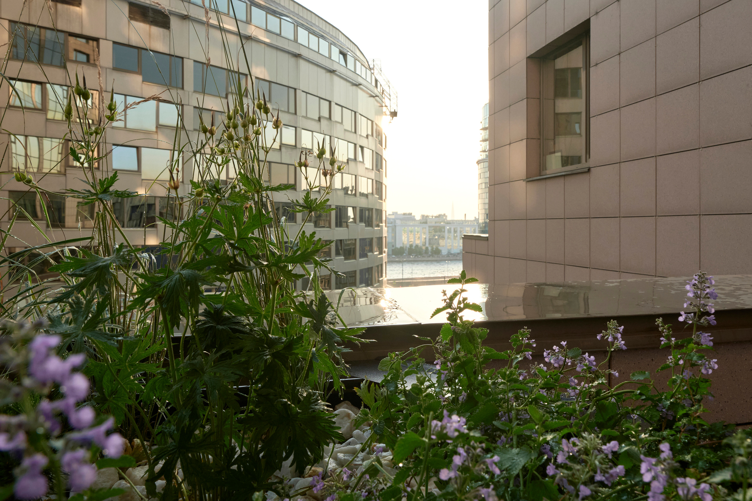 Ландшафтный и интерьерный фотограф Наталья Соловьева. Фотосъемка озеленения террасы в ЖК Монблан для студии Зелен | interioto