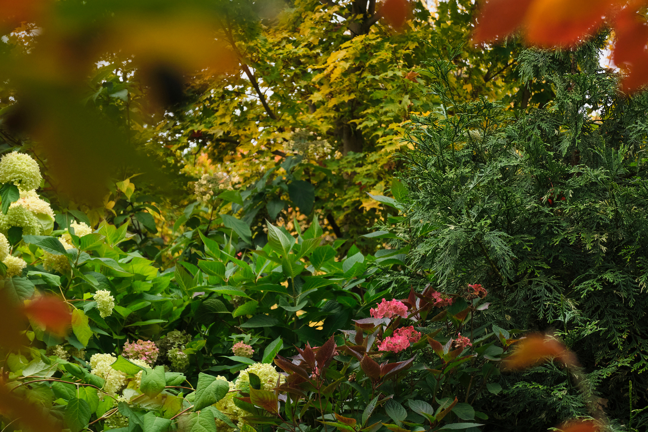 Ландшафтный и интерьерный фотограф Наталья Соловьева. Фотосъемка Японского сада на территории Ботанического института БИН РАН | interioto