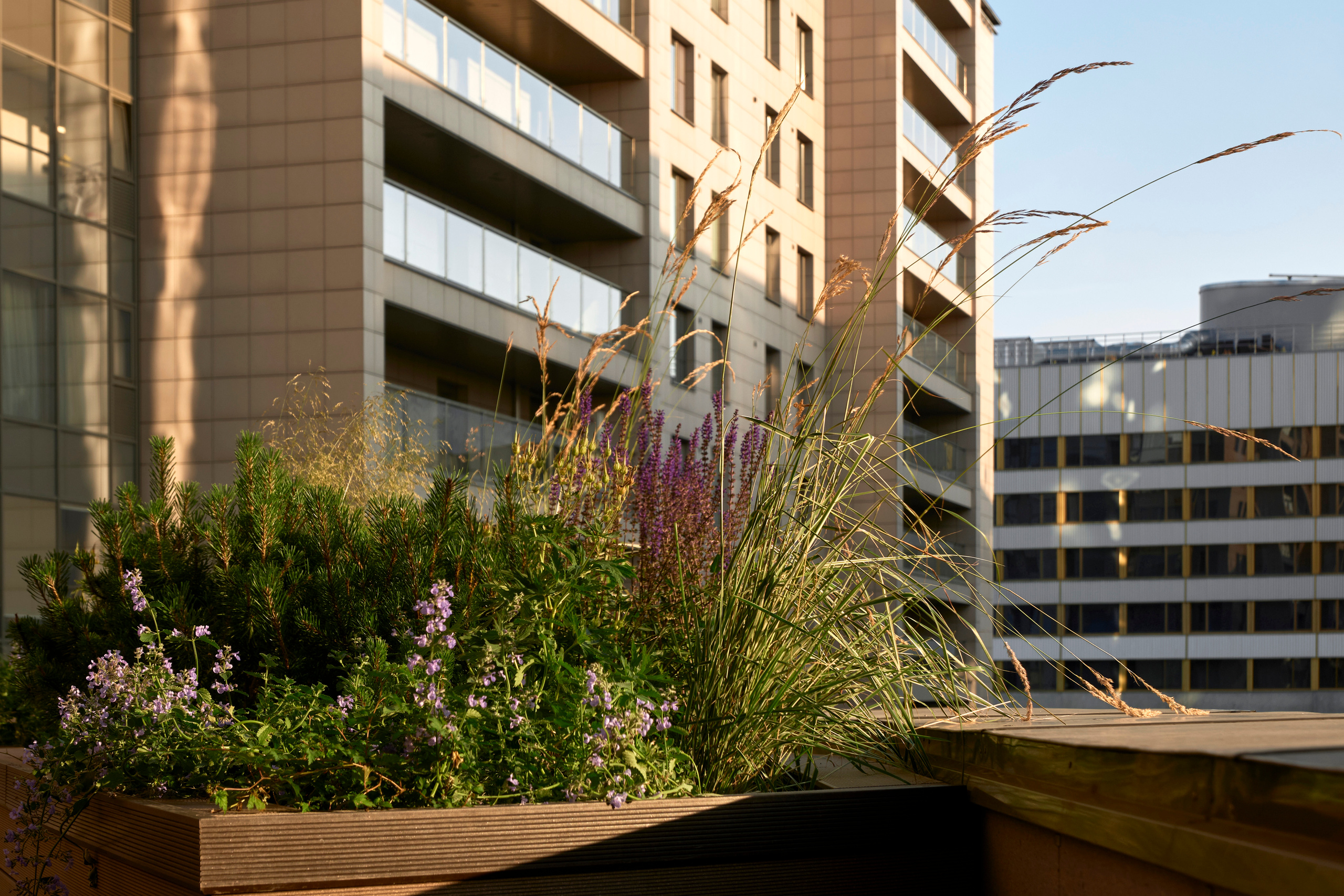 Ландшафтный и интерьерный фотограф Наталья Соловьева. Фотосъемка озеленения террасы в ЖК Монблан для студии Зелен | interioto