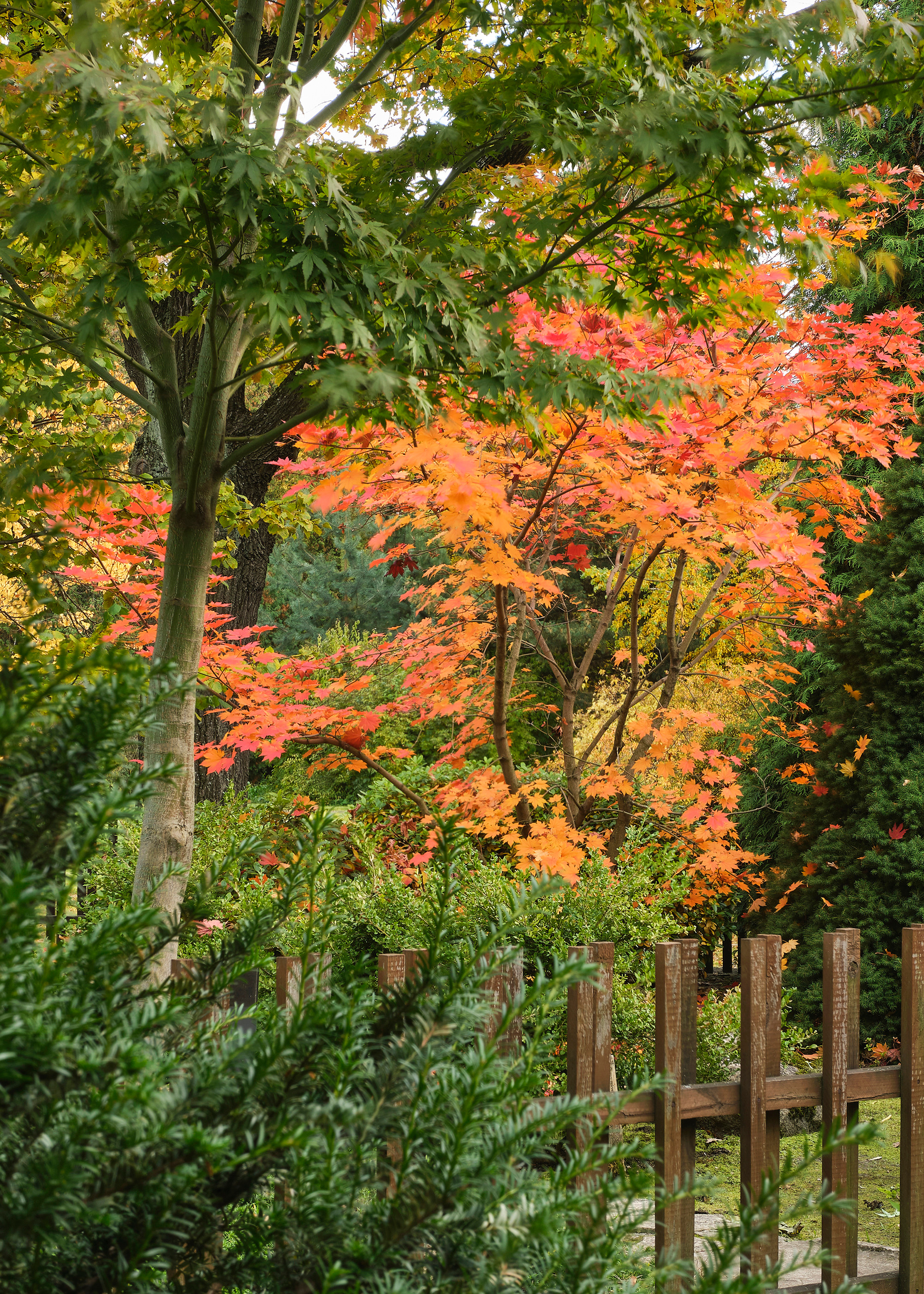 Ландшафтный и интерьерный фотограф Наталья Соловьева. Фотосъемка Японского сада на территории Ботанического института БИН РАН | interioto