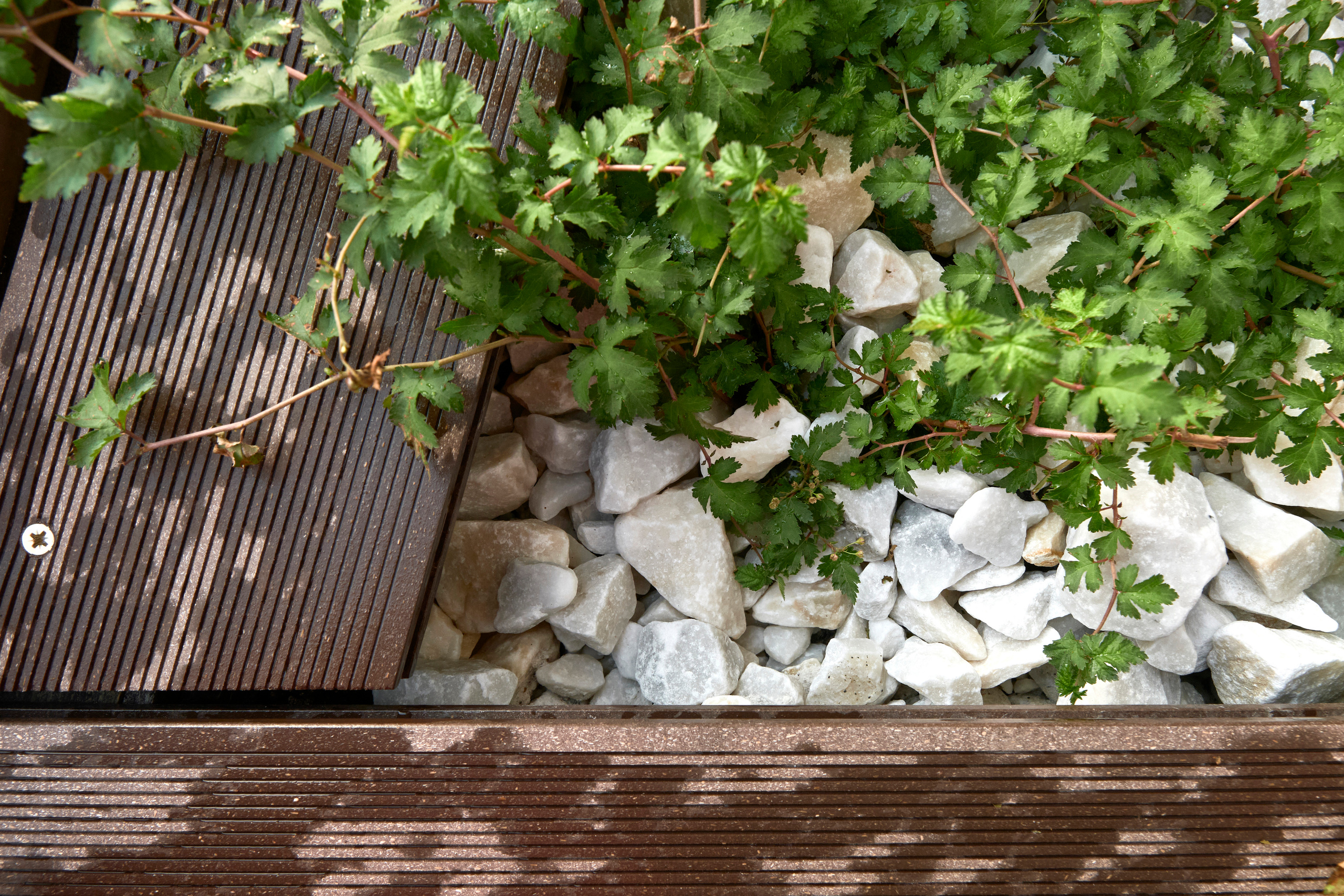 Ландшафтный и интерьерный фотограф Наталья Соловьева. Фотосъемка озеленения террасы в ЖК Монблан для студии Зелен | interioto