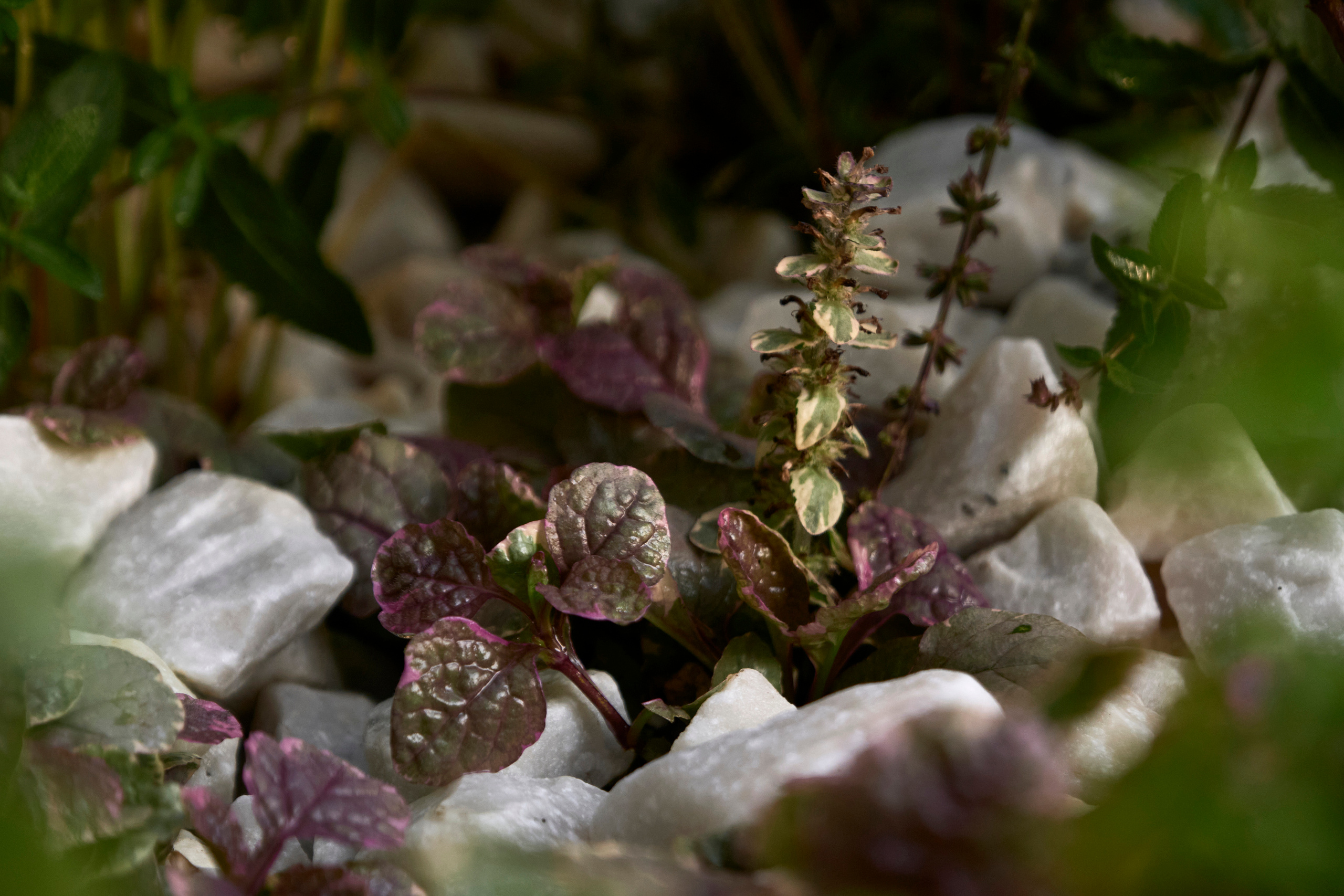 Ландшафтный и интерьерный фотограф Наталья Соловьева. Фотосъемка озеленения террасы в ЖК Монблан для студии Зелен | interioto