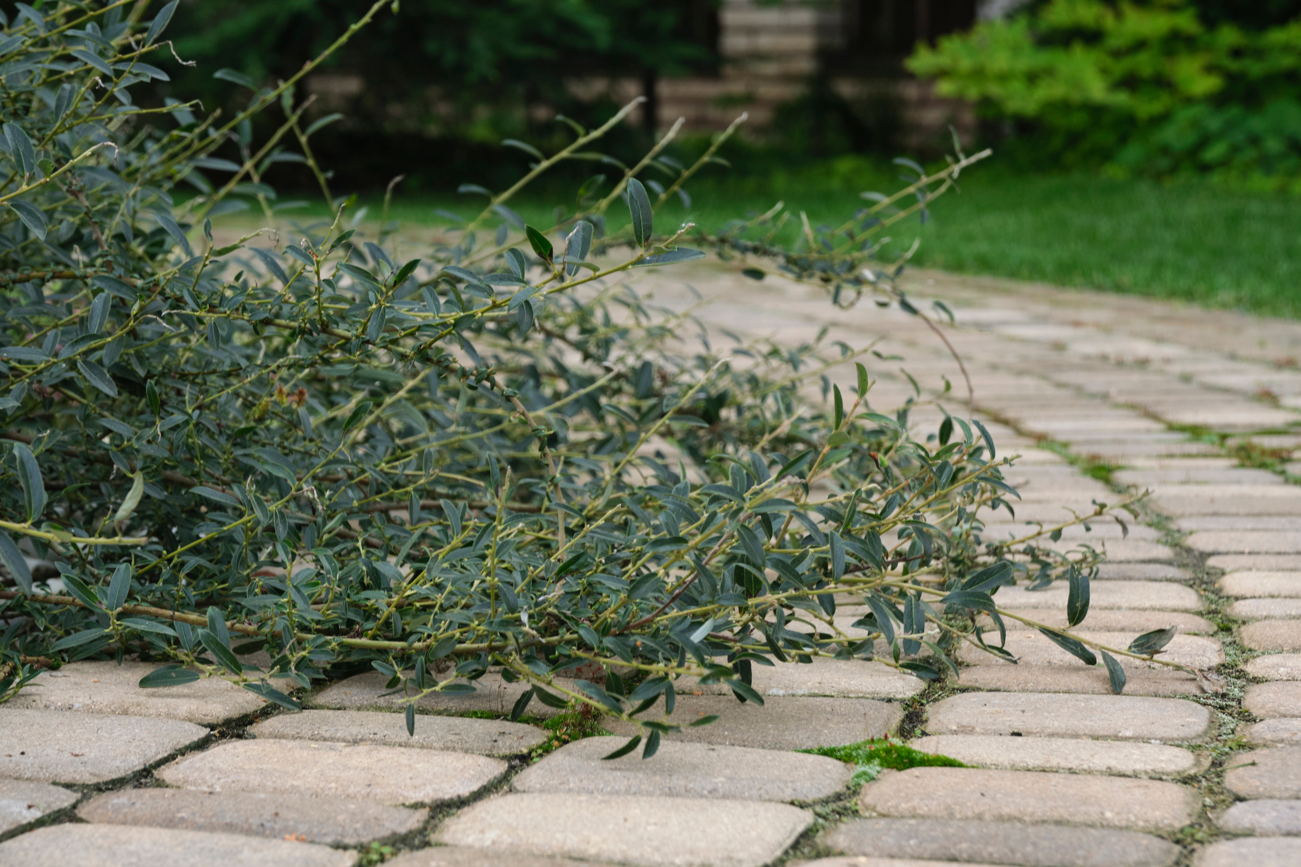 Ландшафтный и интерьерный фотограф Наталья Соловьева. Фотосъемка озеленения частного сада в Подмосковье | interioto