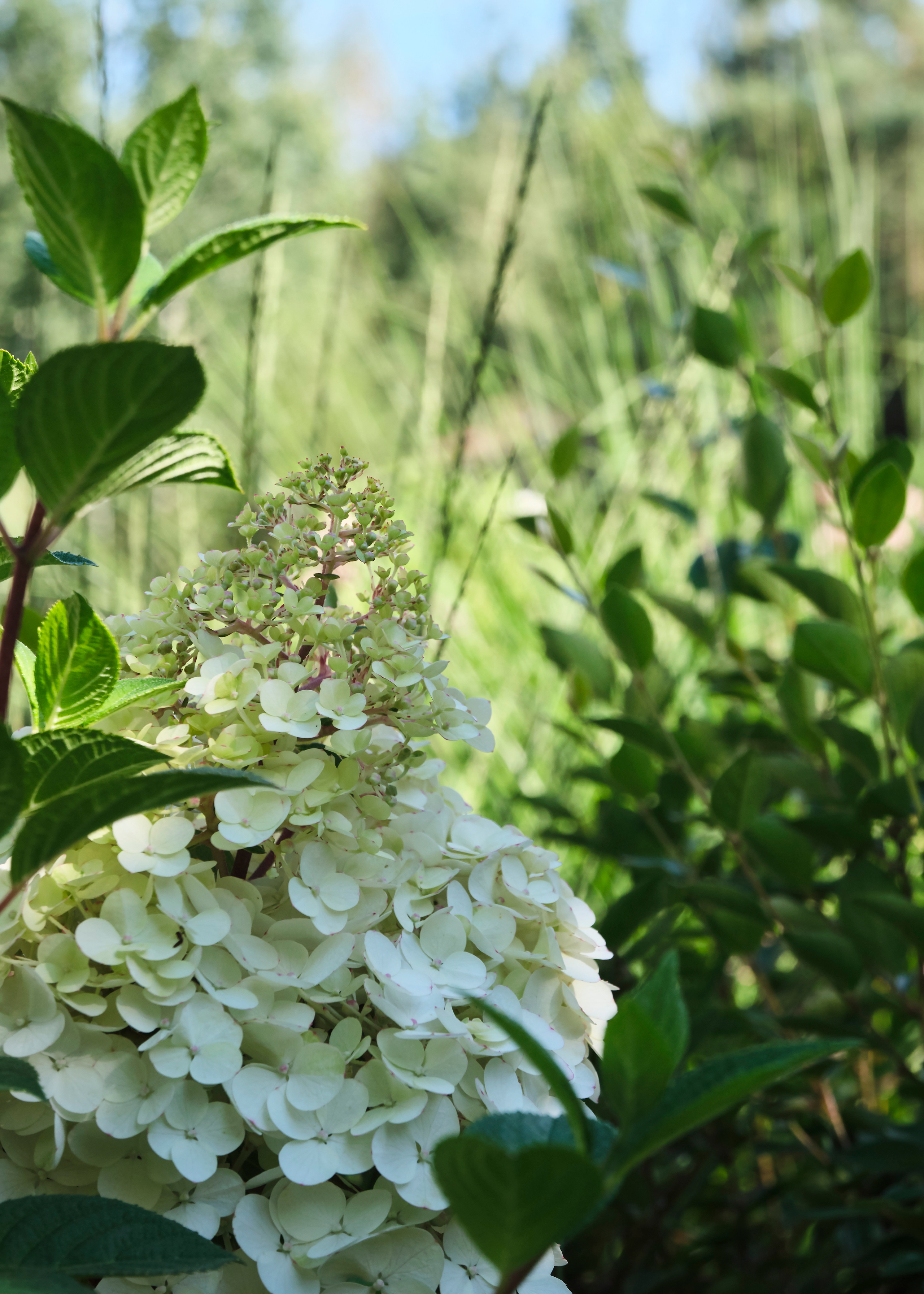 Ландшафтный и интерьерный фотограф Наталья Соловьева. Фотосъемка озеленения частного сада в Подмосковье | interioto